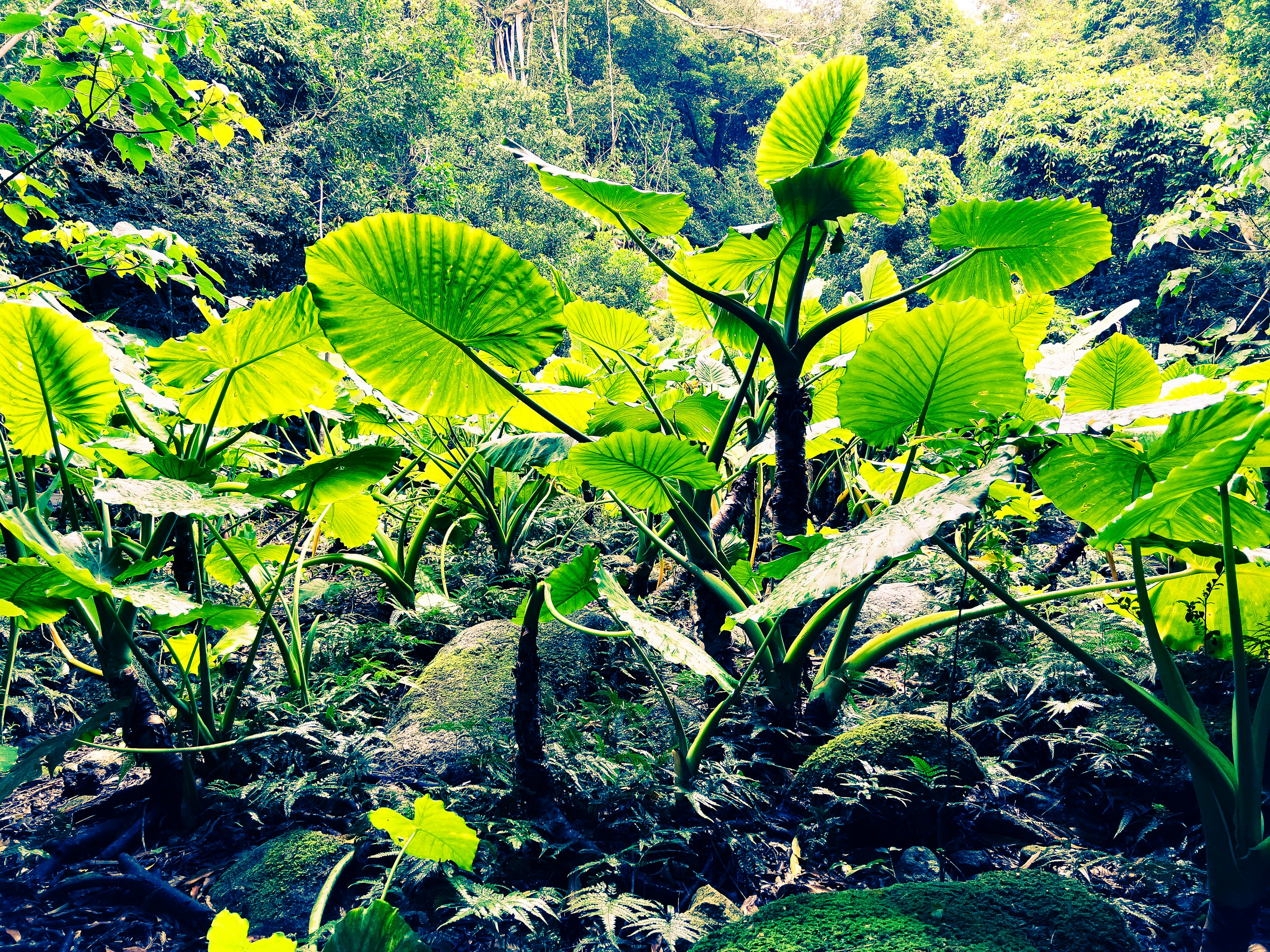 Lush tropical plants with large leaves glowing in the sunlight, growing among rocks