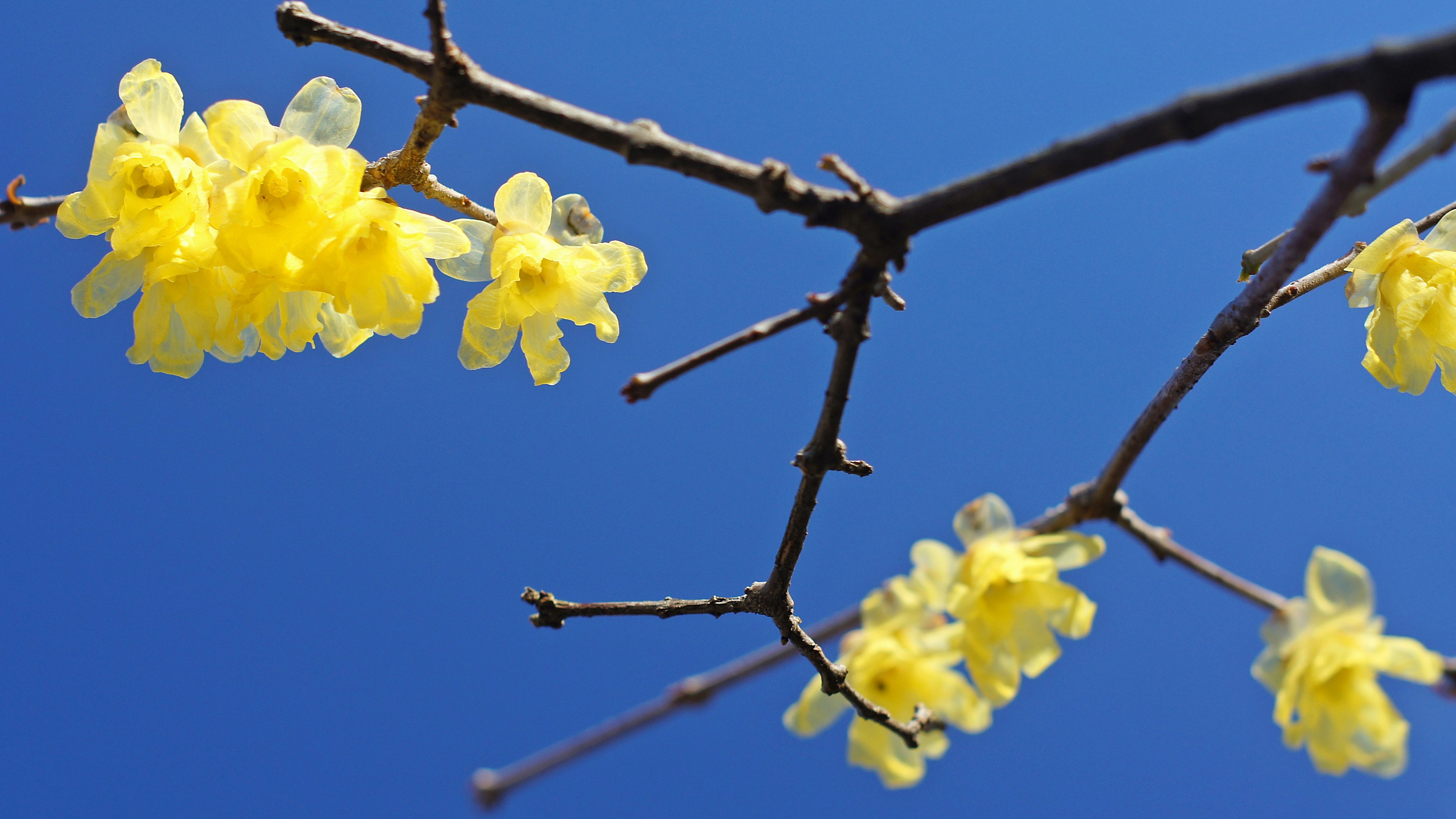 Nahaufnahme von gelben Blumen, die an einem Zweig vor einem blauen Himmel blühen