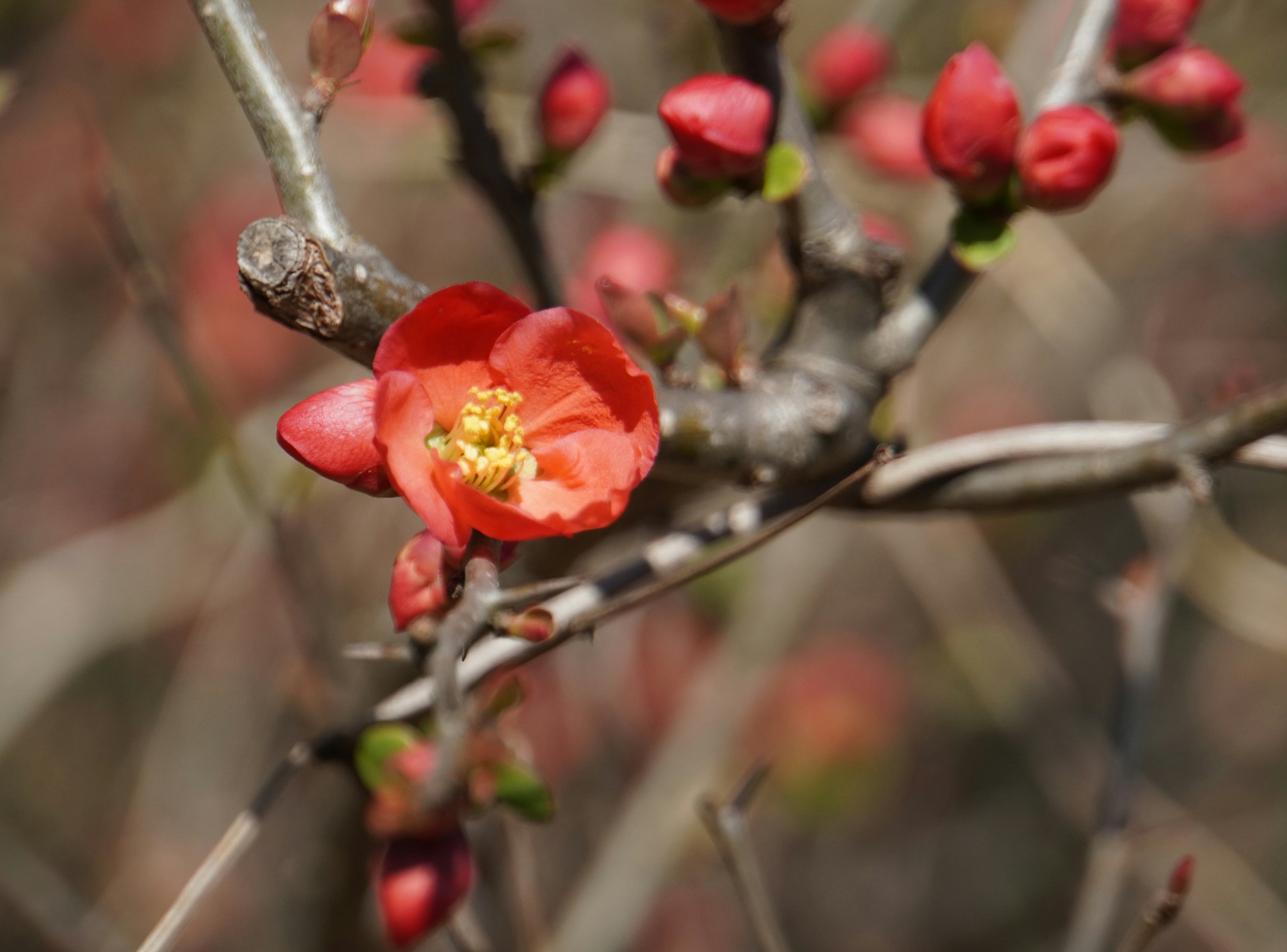 A branch with a red flower and buds