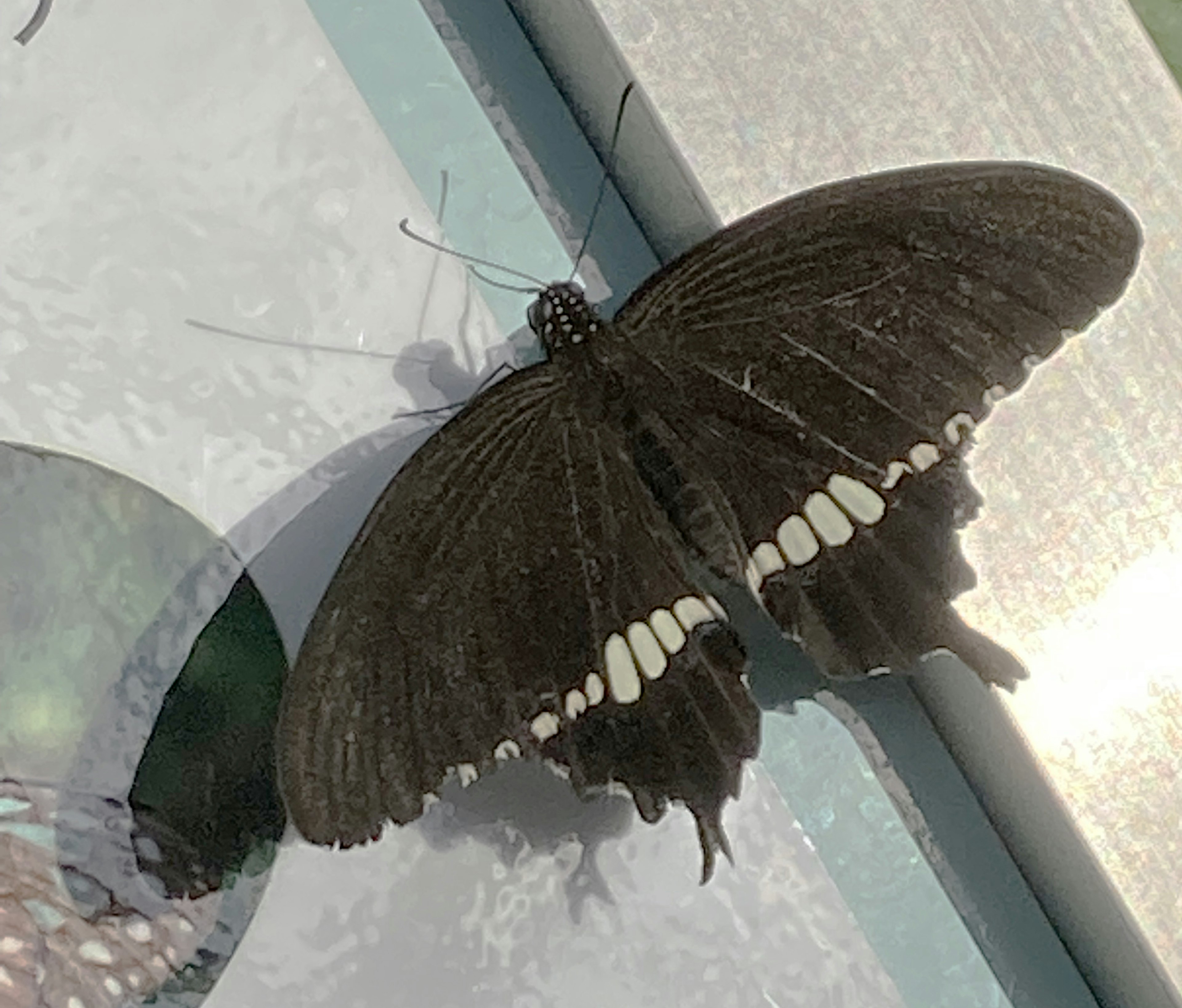 Mariposa negra con patrones blancos en sus alas