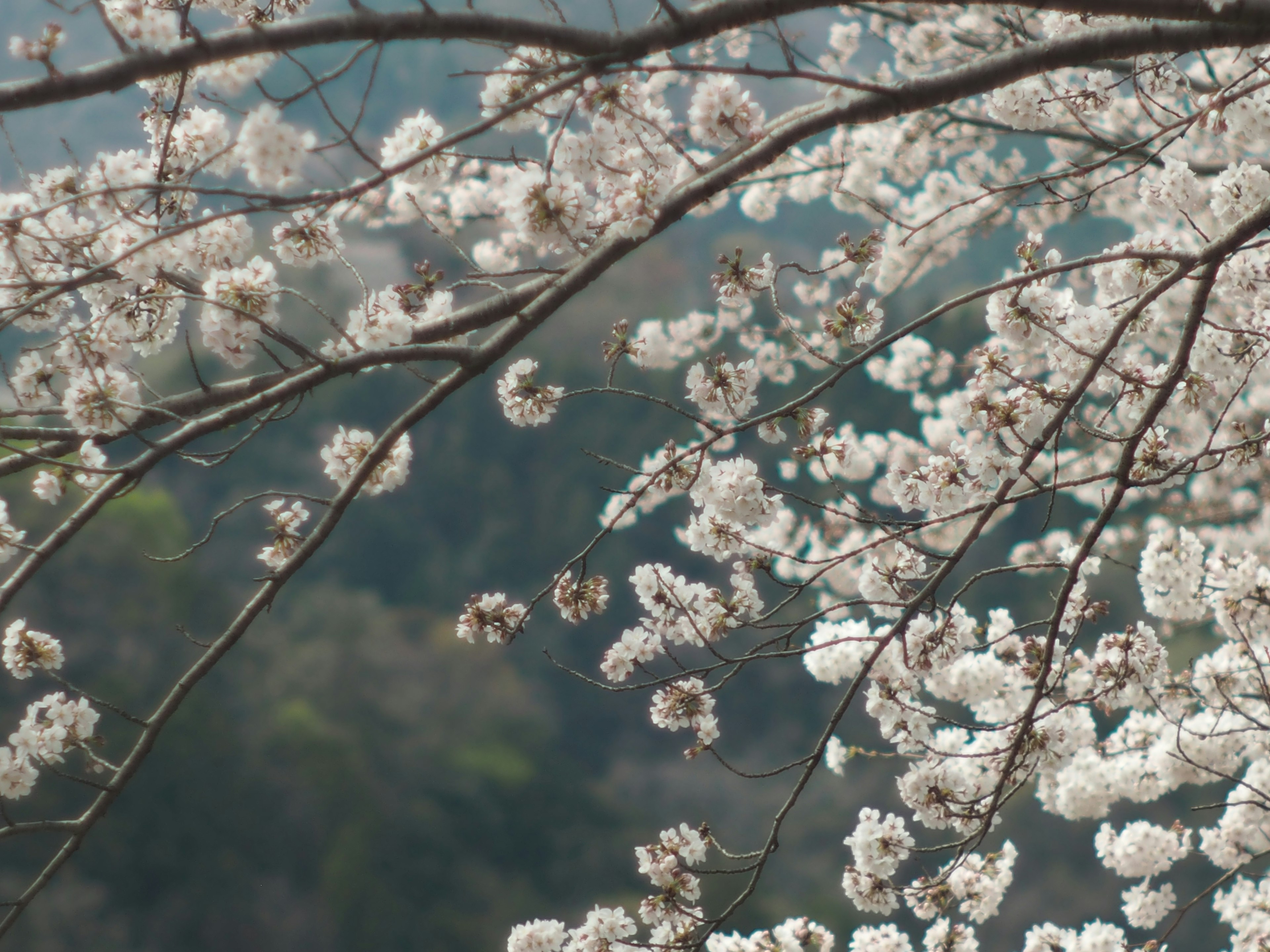 Close-up of cherry blossom branches in full bloom