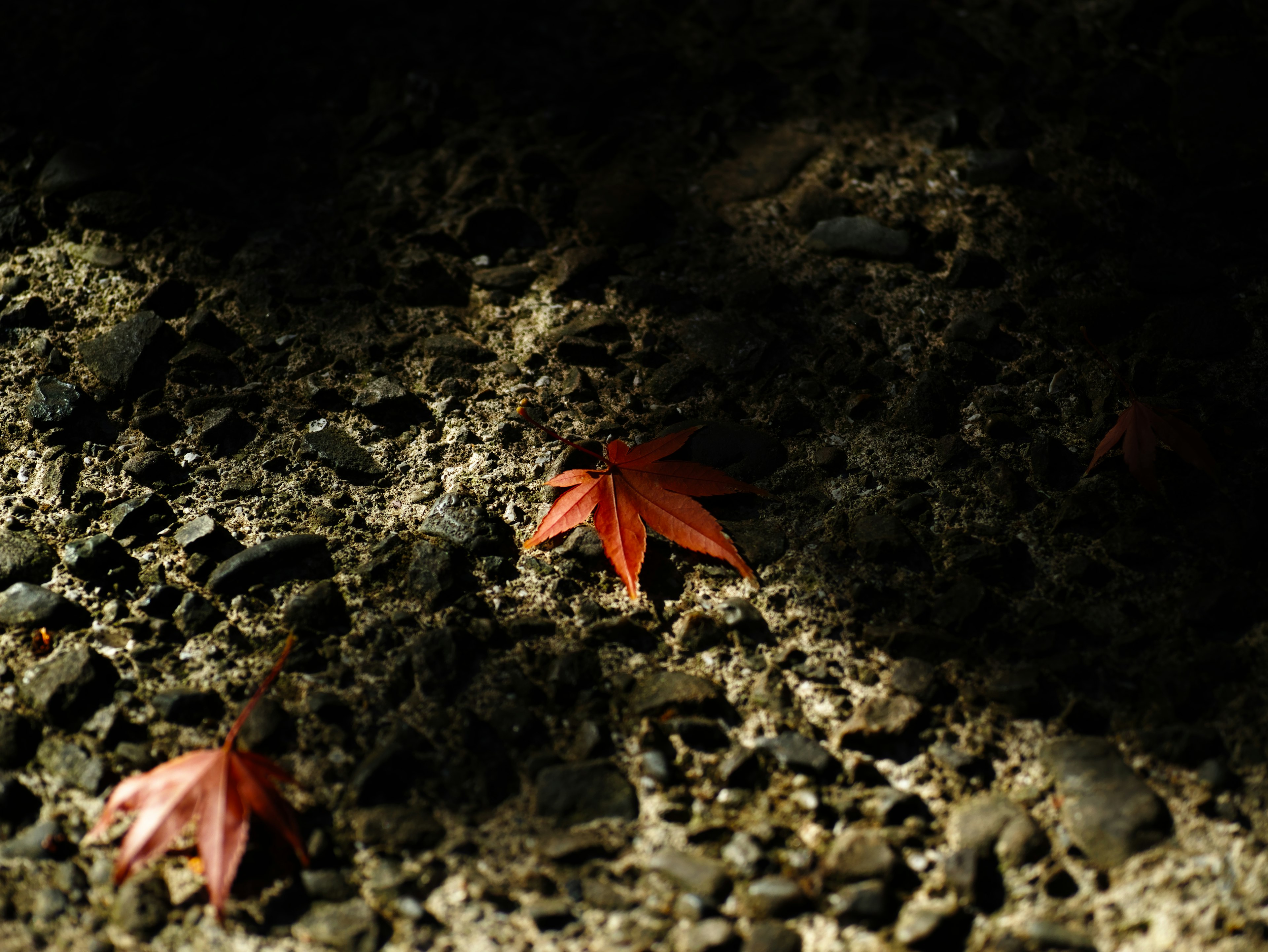 Foglie rosse sul terreno in un ambiente ombreggiato