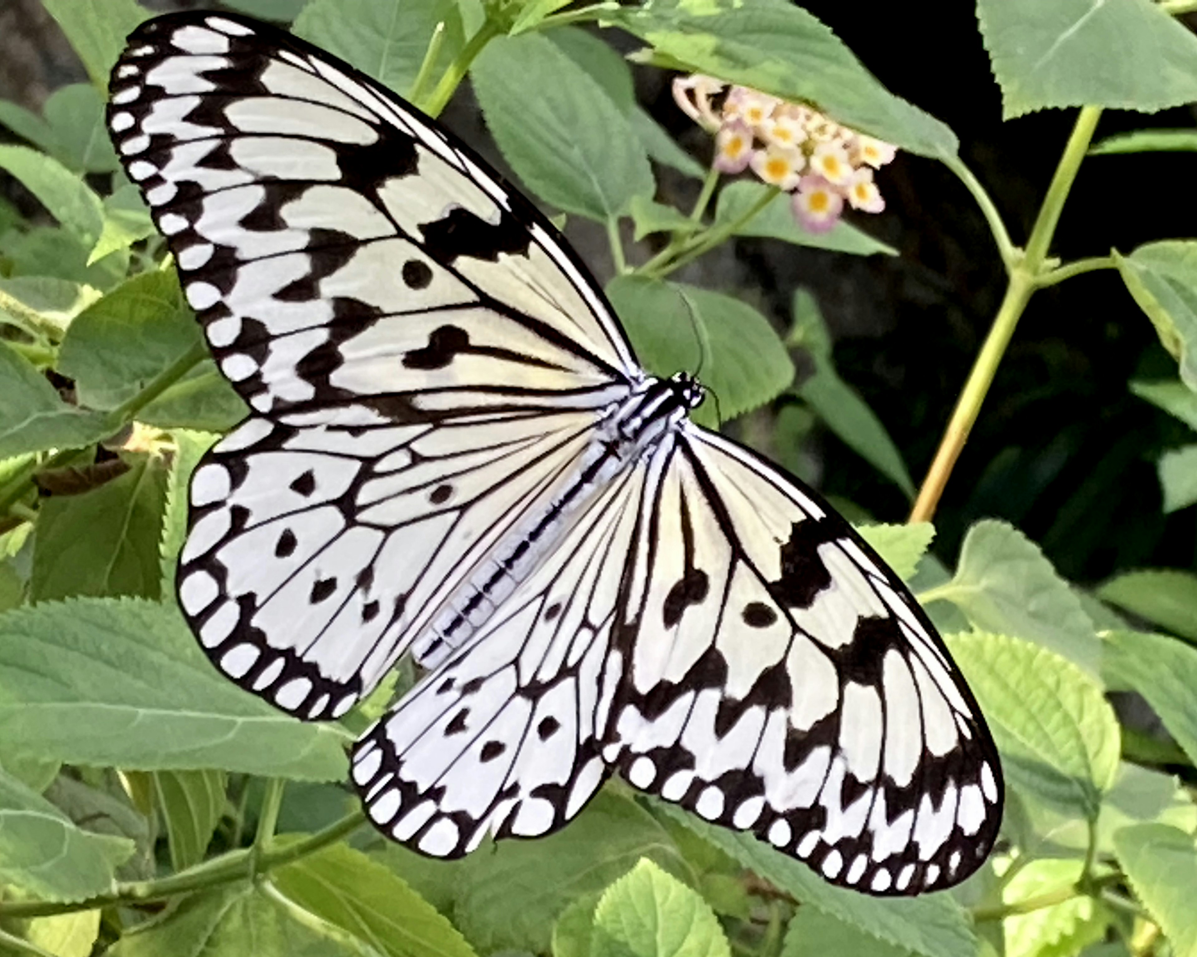 Un papillon avec des motifs noirs et blancs perchés sur des feuilles vertes