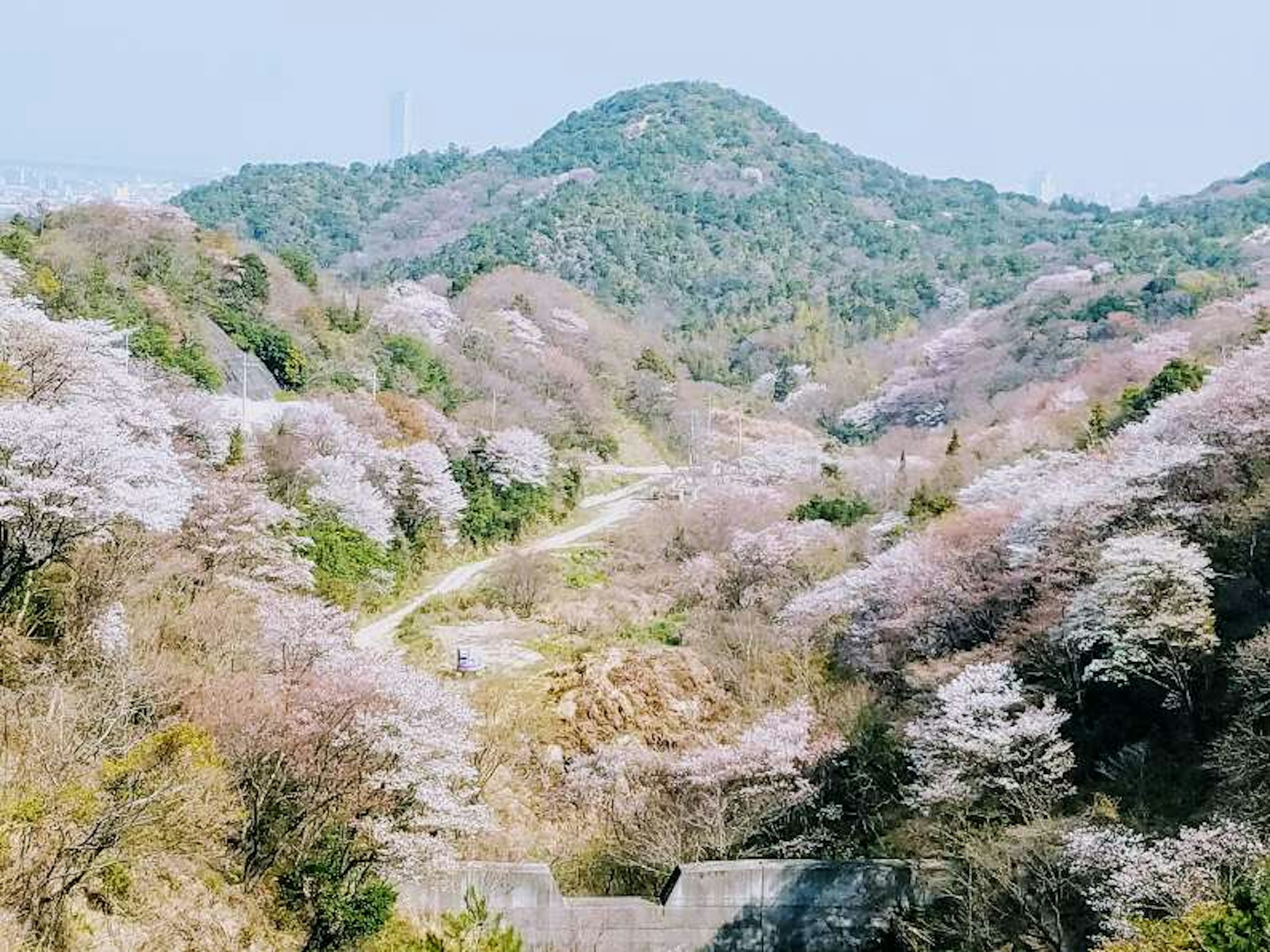 桜の花が咲き誇る山の風景 緑の丘と小道が見える