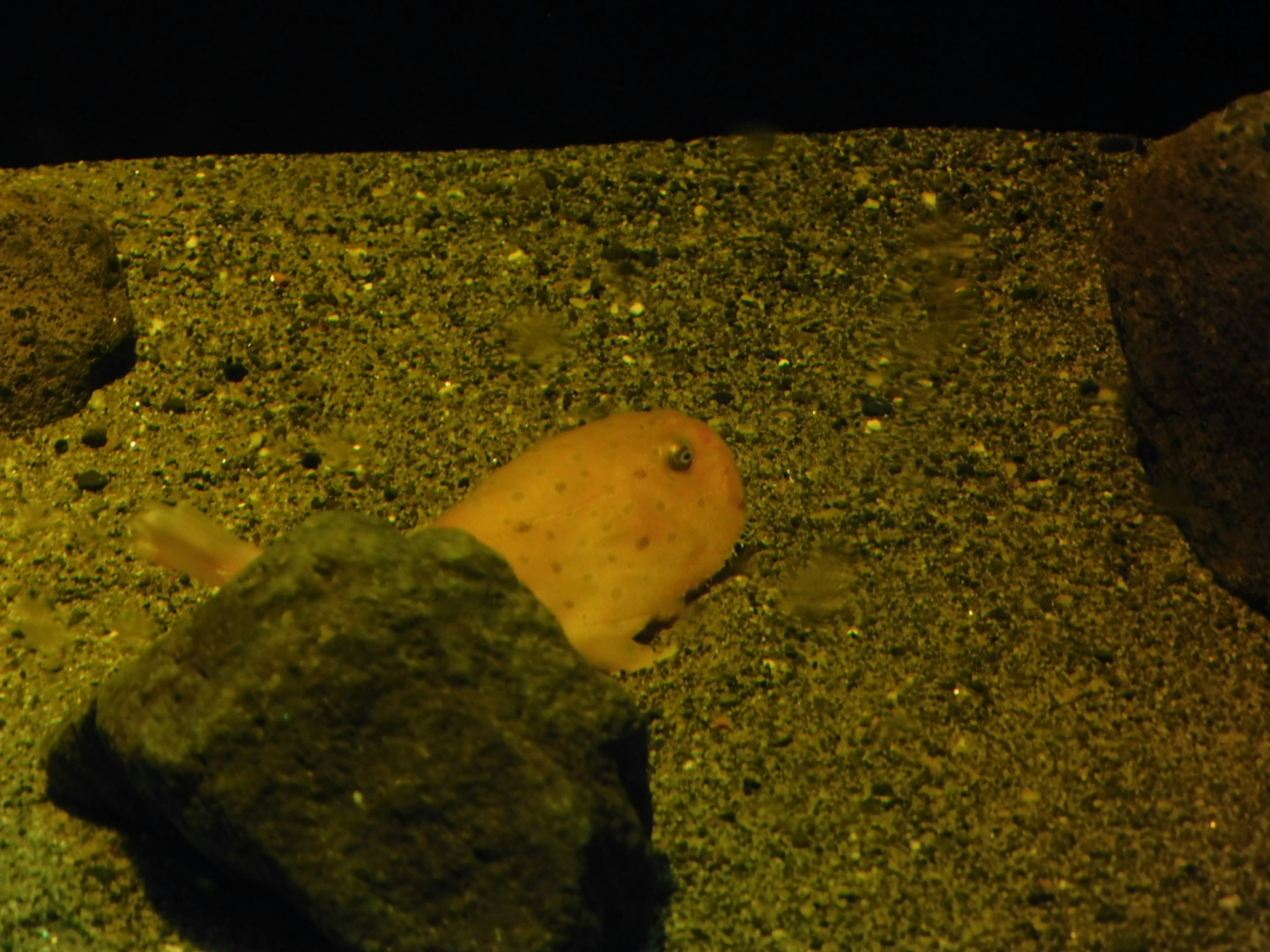 A pink creature on the sandy bottom of an aquarium surrounded by rocks