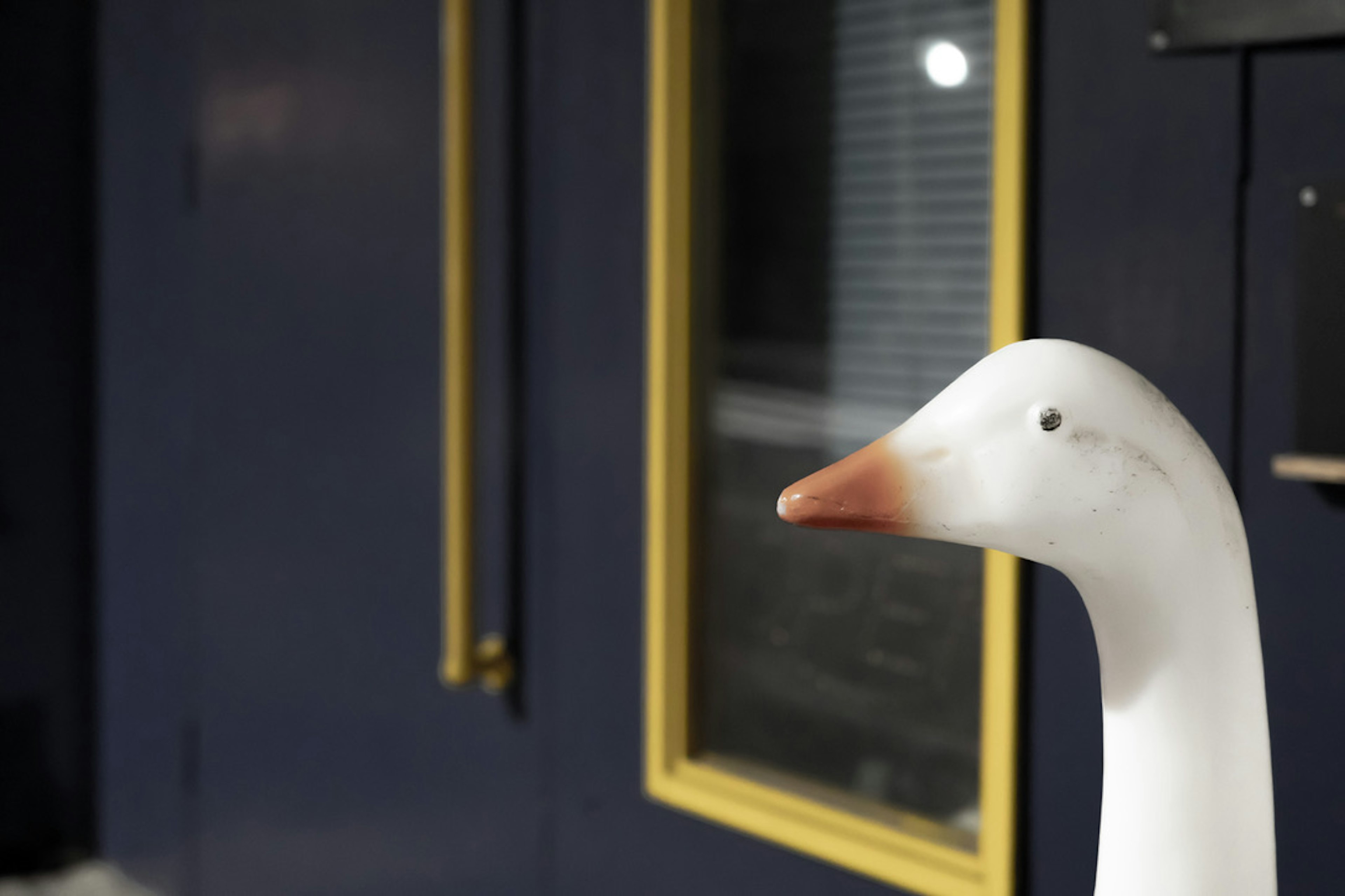 Gros plan d'un canard blanc sur un fond bleu