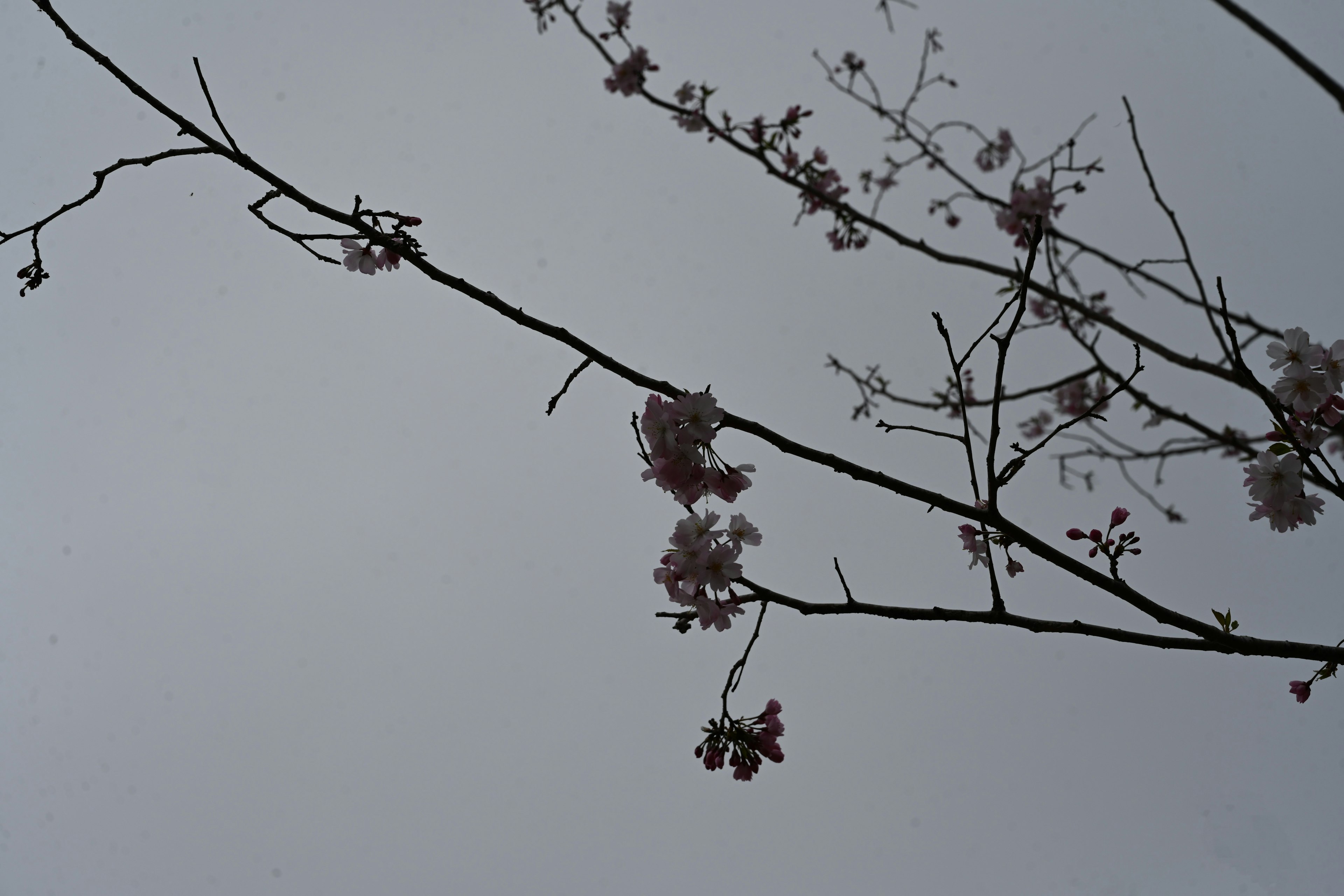 曇り空の下に咲く桜の花と細い枝