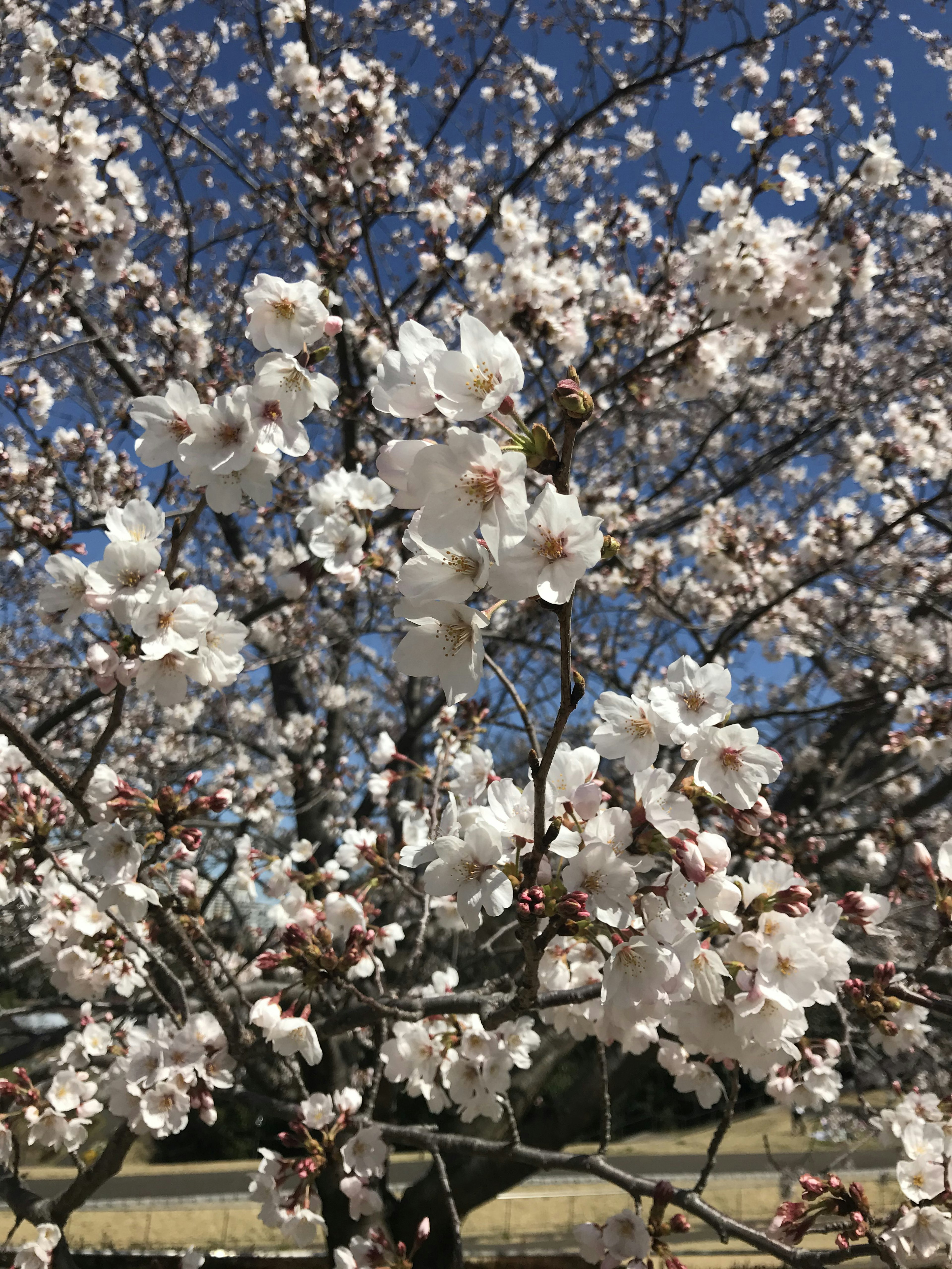 青空の下で咲く桜の花が満開の様子