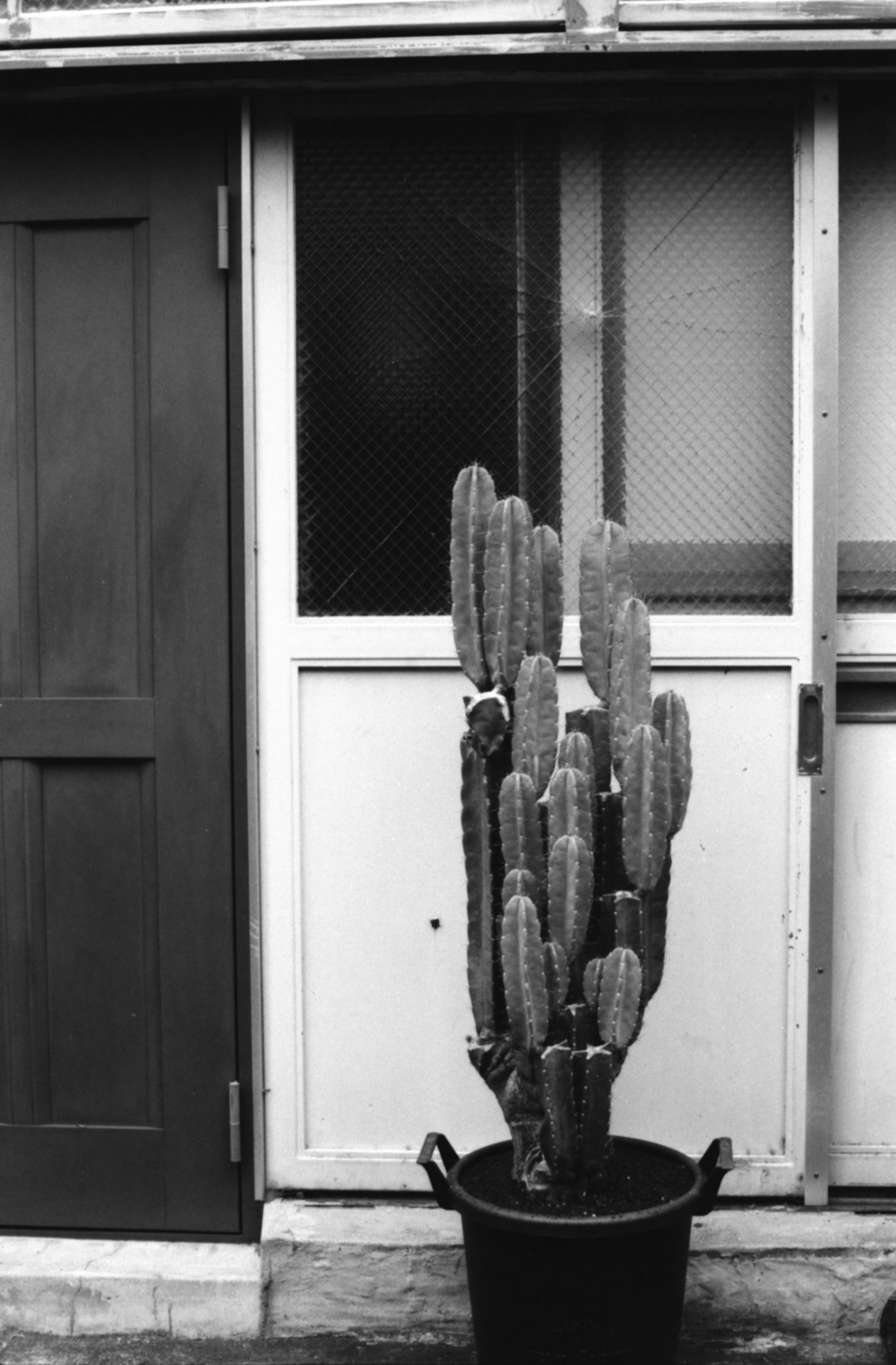 Un grande cactus in un vaso davanti a uno sfondo in bianco e nero con una porta