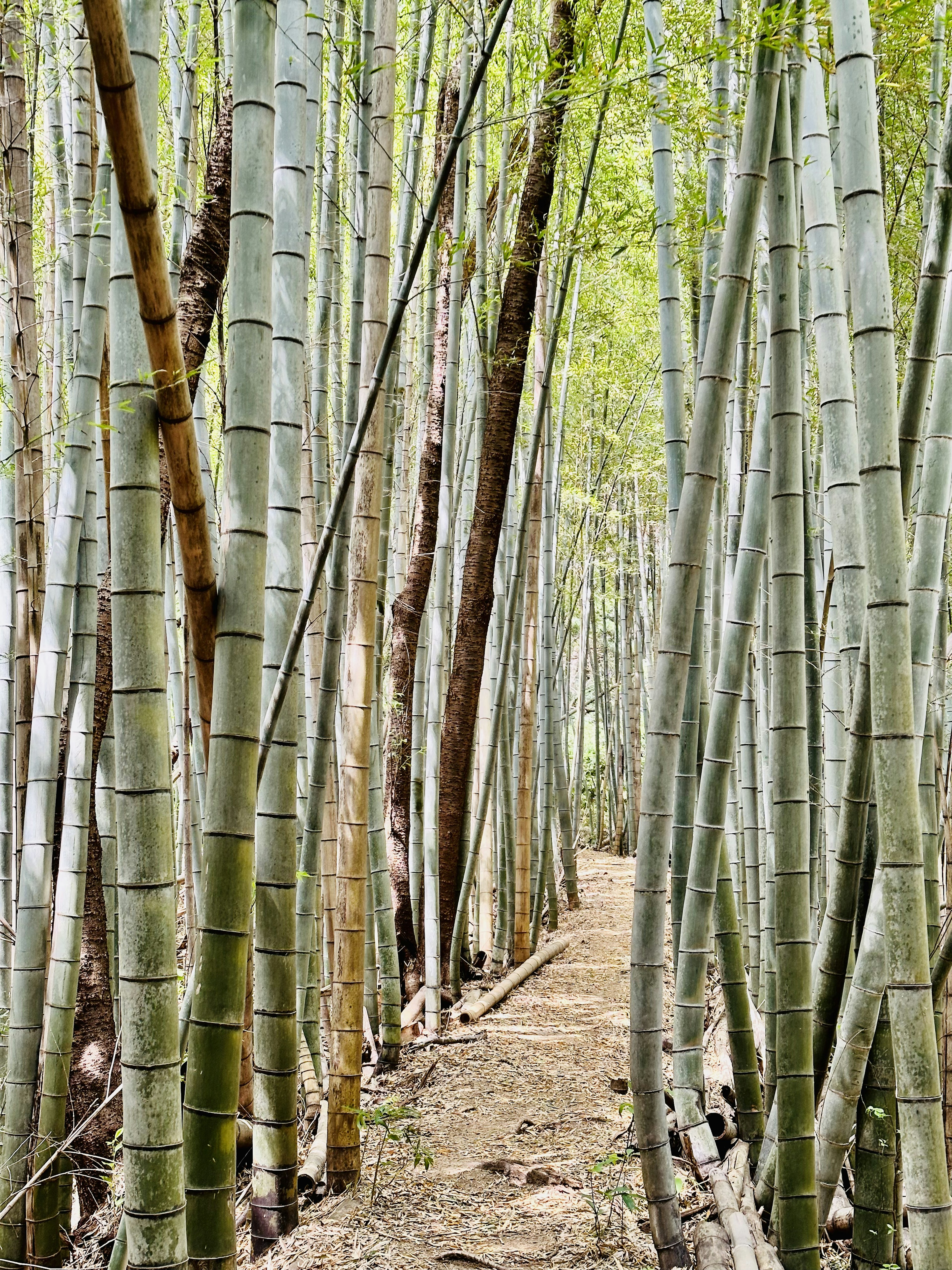 竹林の小道が見える画像で細い竹が立ち並んでいる