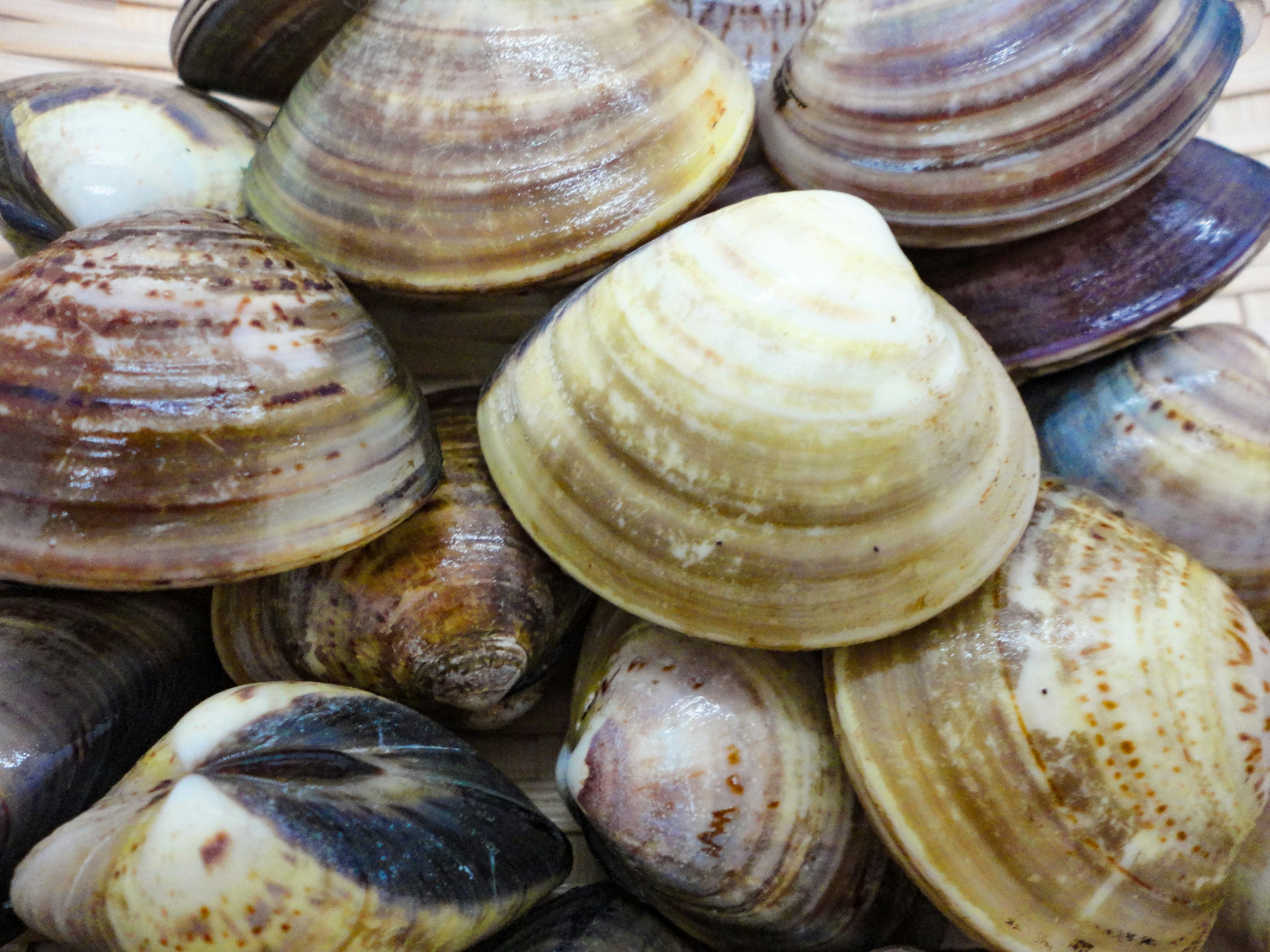 Sekelompok kerang yang menampilkan berbagai warna dan pola cangkang