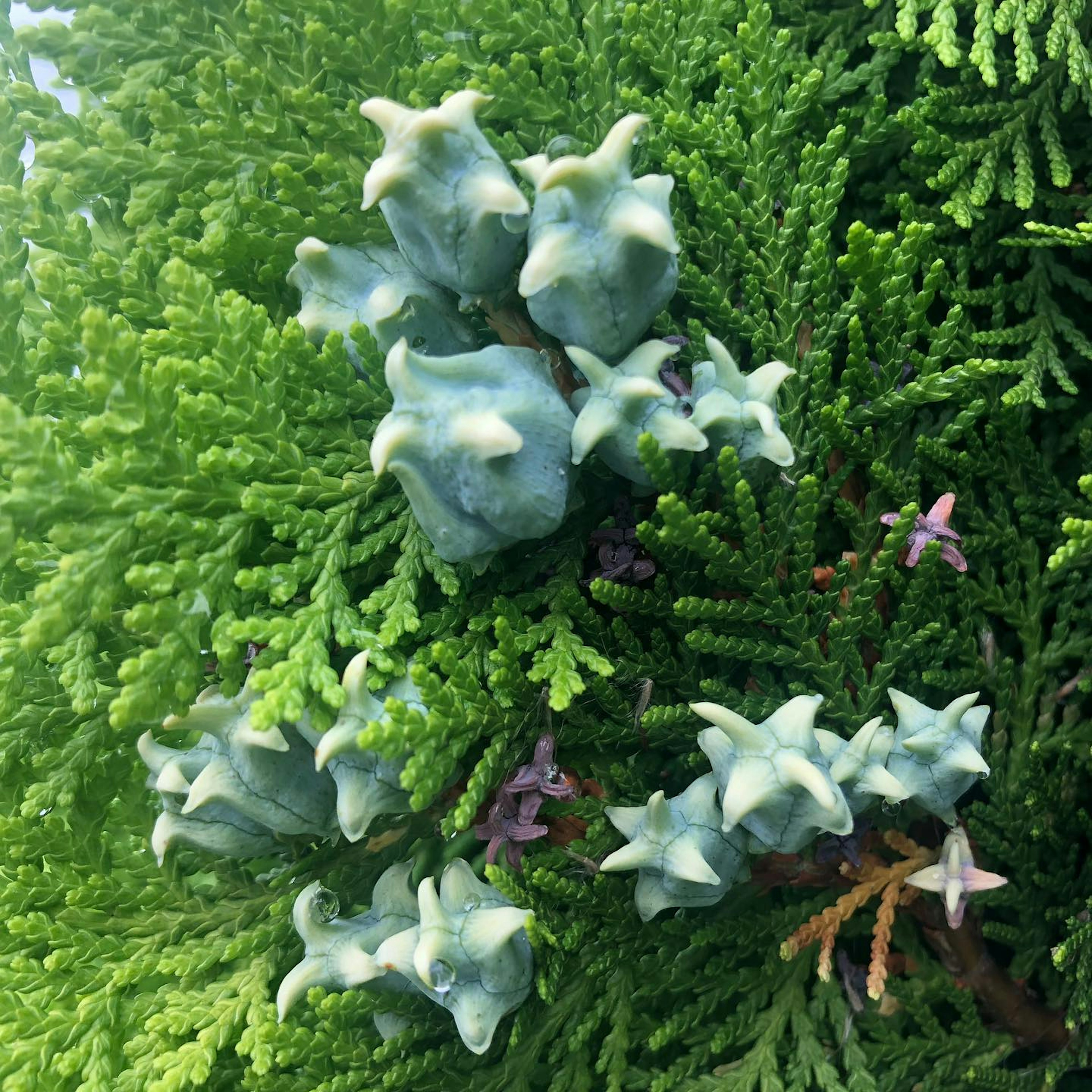 Close-up of star-shaped blue plants against a green background