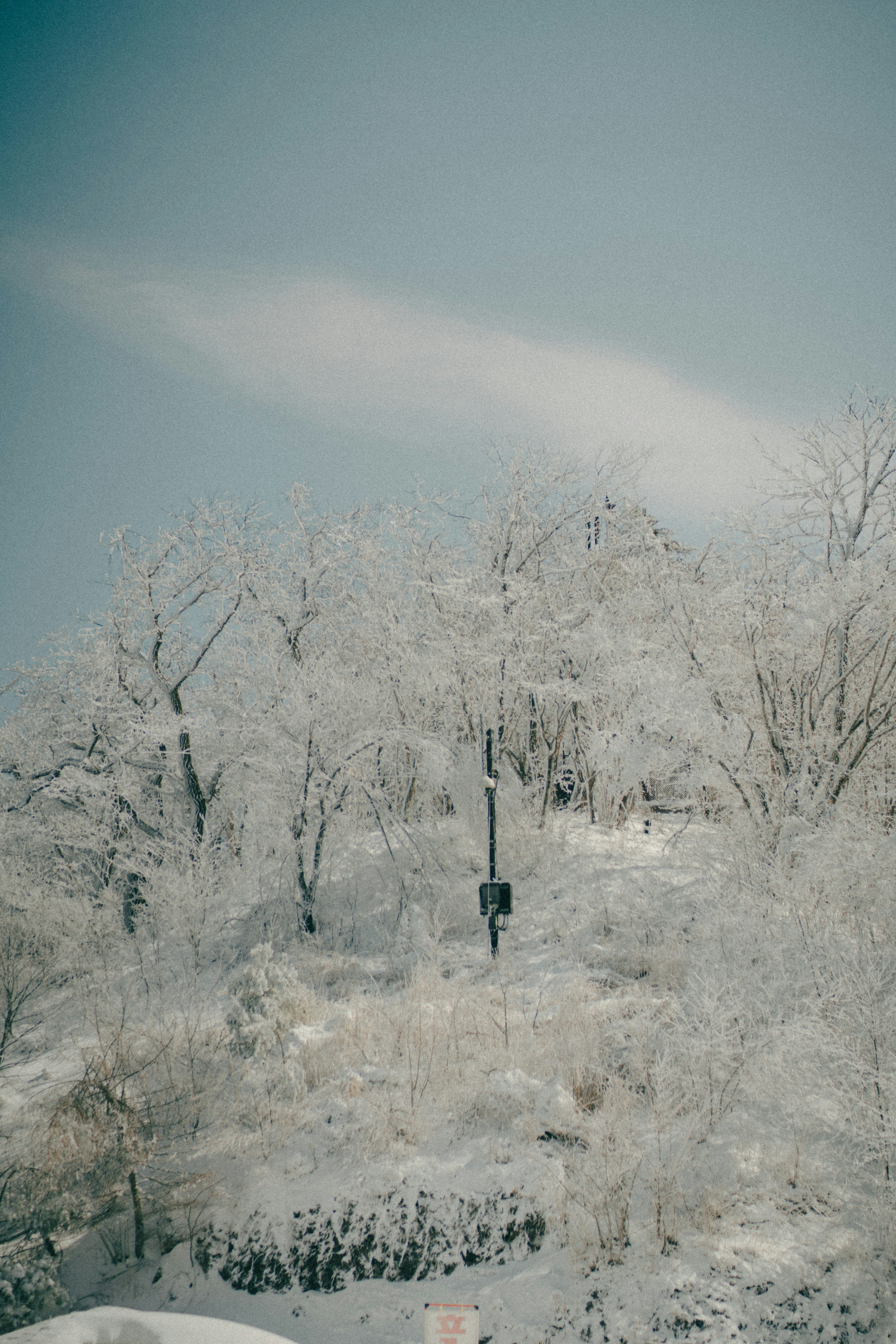 雪に覆われた木々と青空の風景