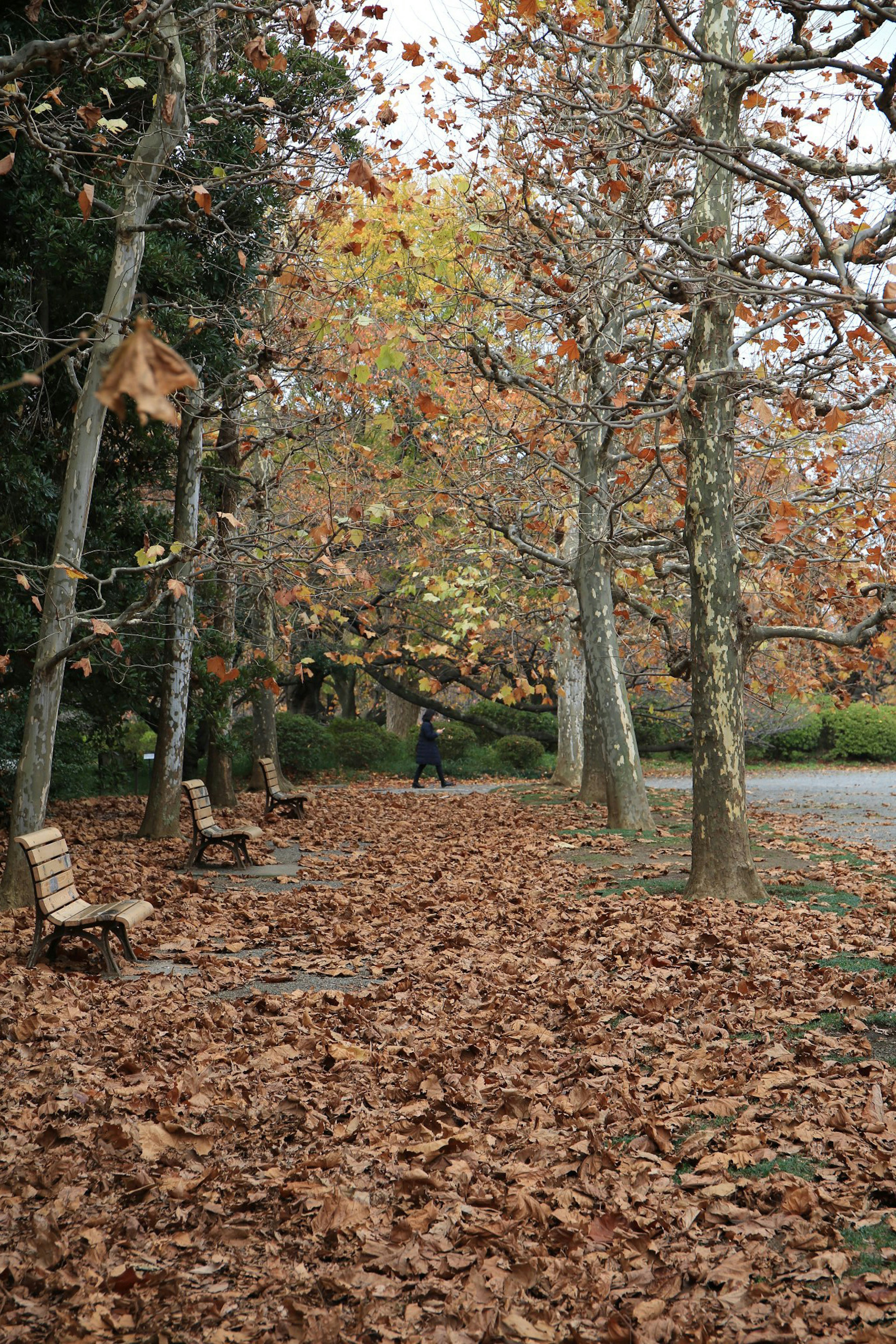 Pathway in an autumn park covered with fallen leaves and wooden benches