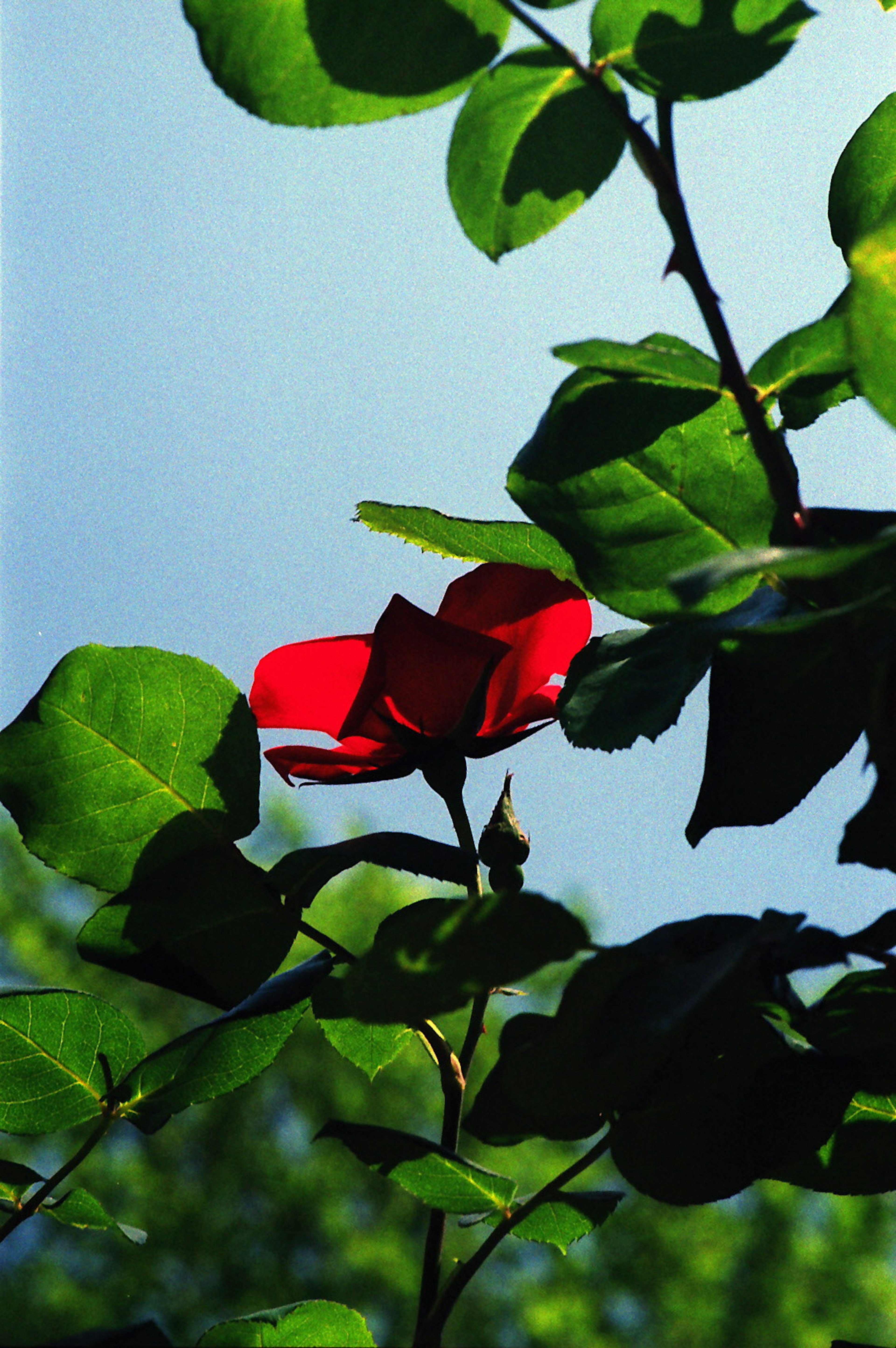 Fiore di rosa rossa che emerge tra foglie verdi sotto un cielo blu