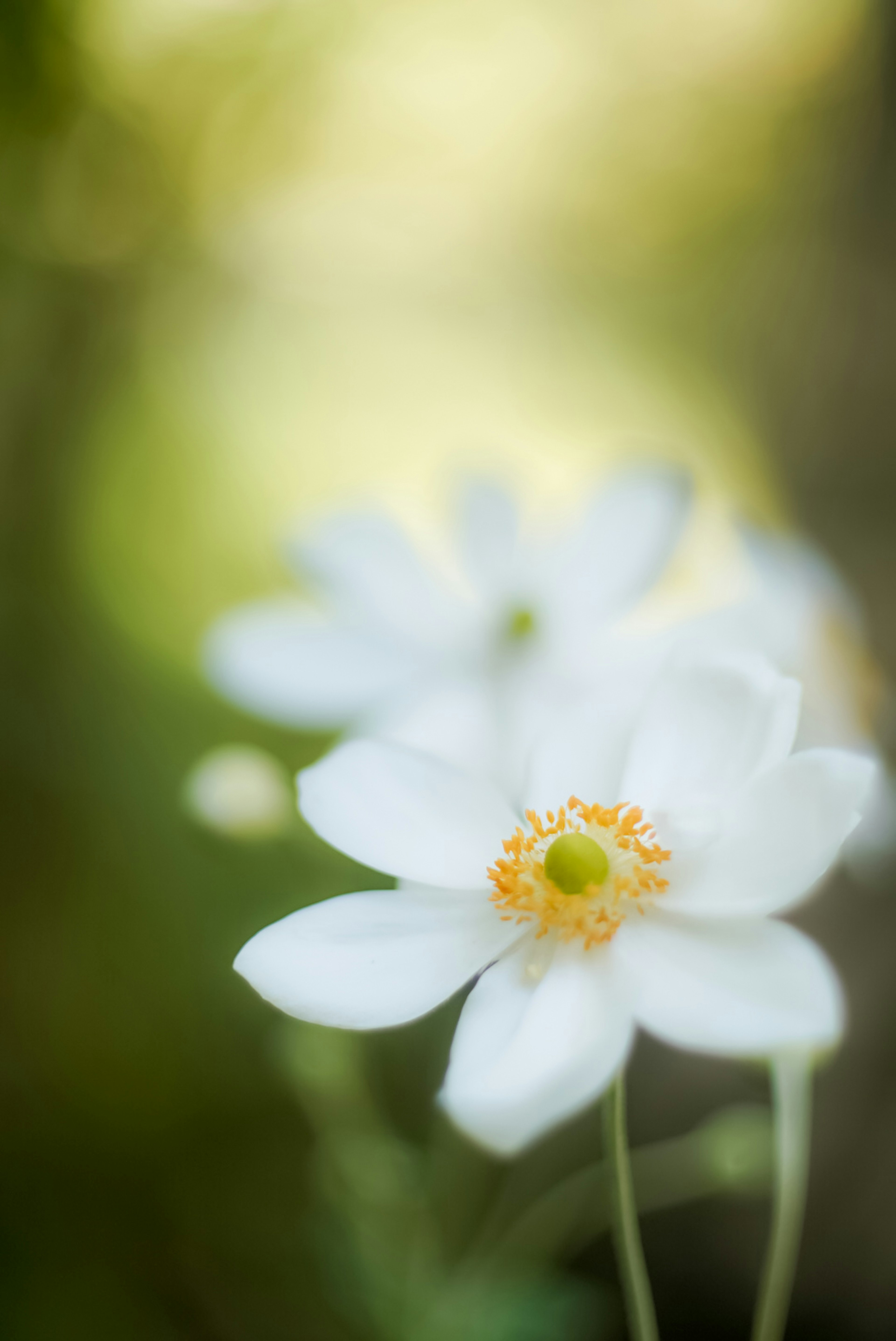 Close-up of delicate white flowers with a soft green background