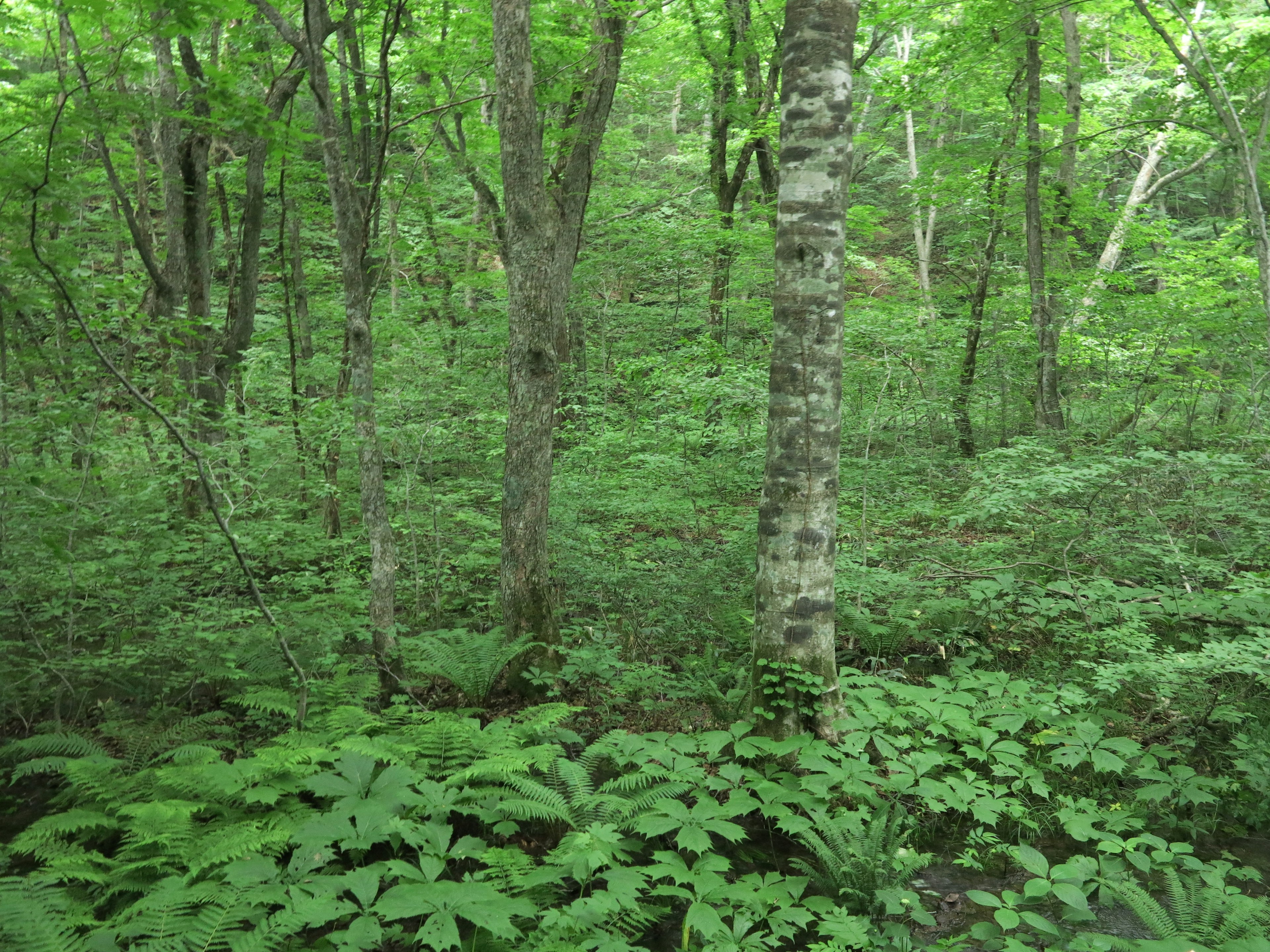 Escena de bosque frondoso con árboles y follaje denso