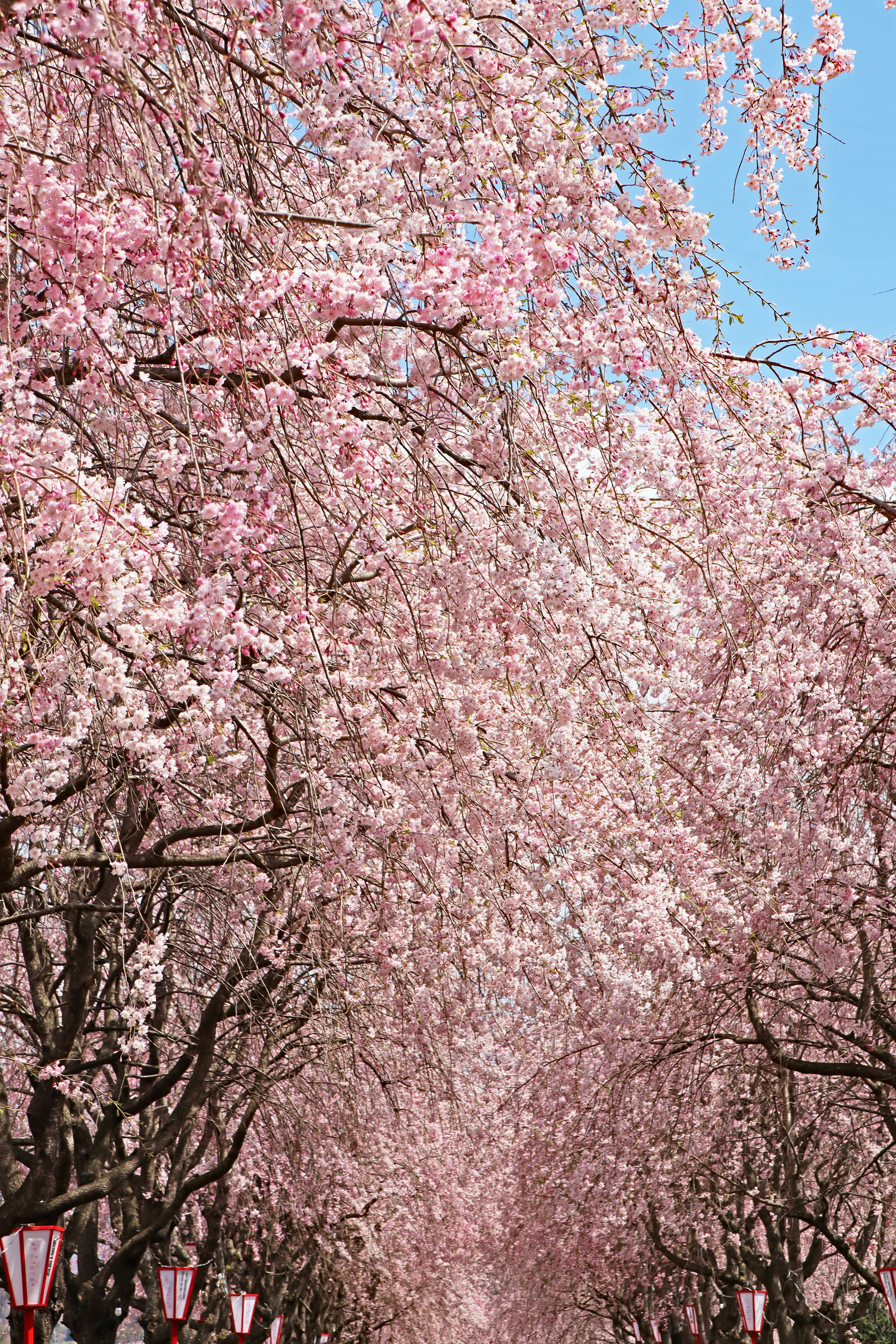 美しい桜の木が並ぶ道を映した写真