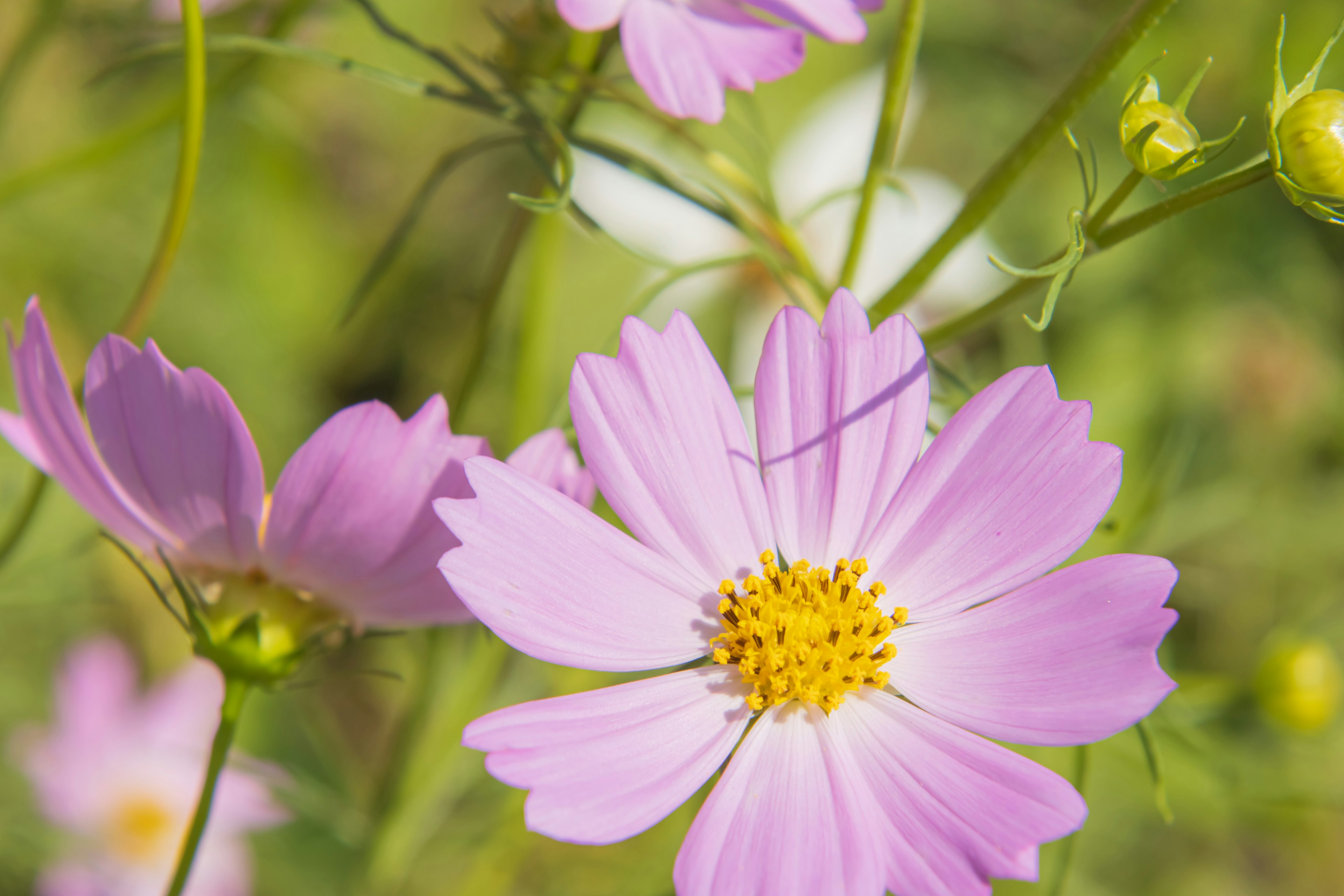 Primo piano di bellissimi fiori di cosmos rosa in un ambiente naturale