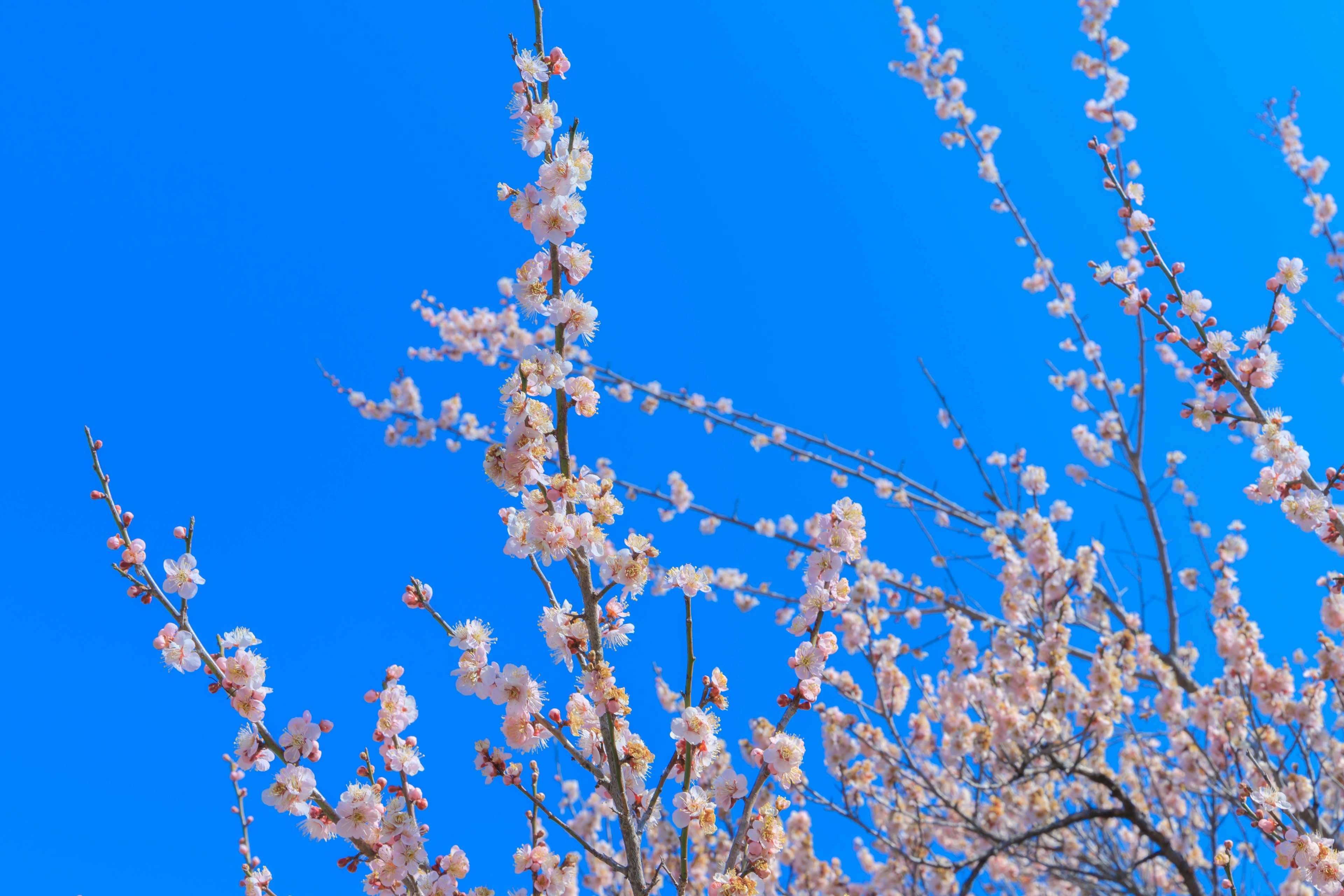 Ramas de flores de cerezo bajo un cielo azul