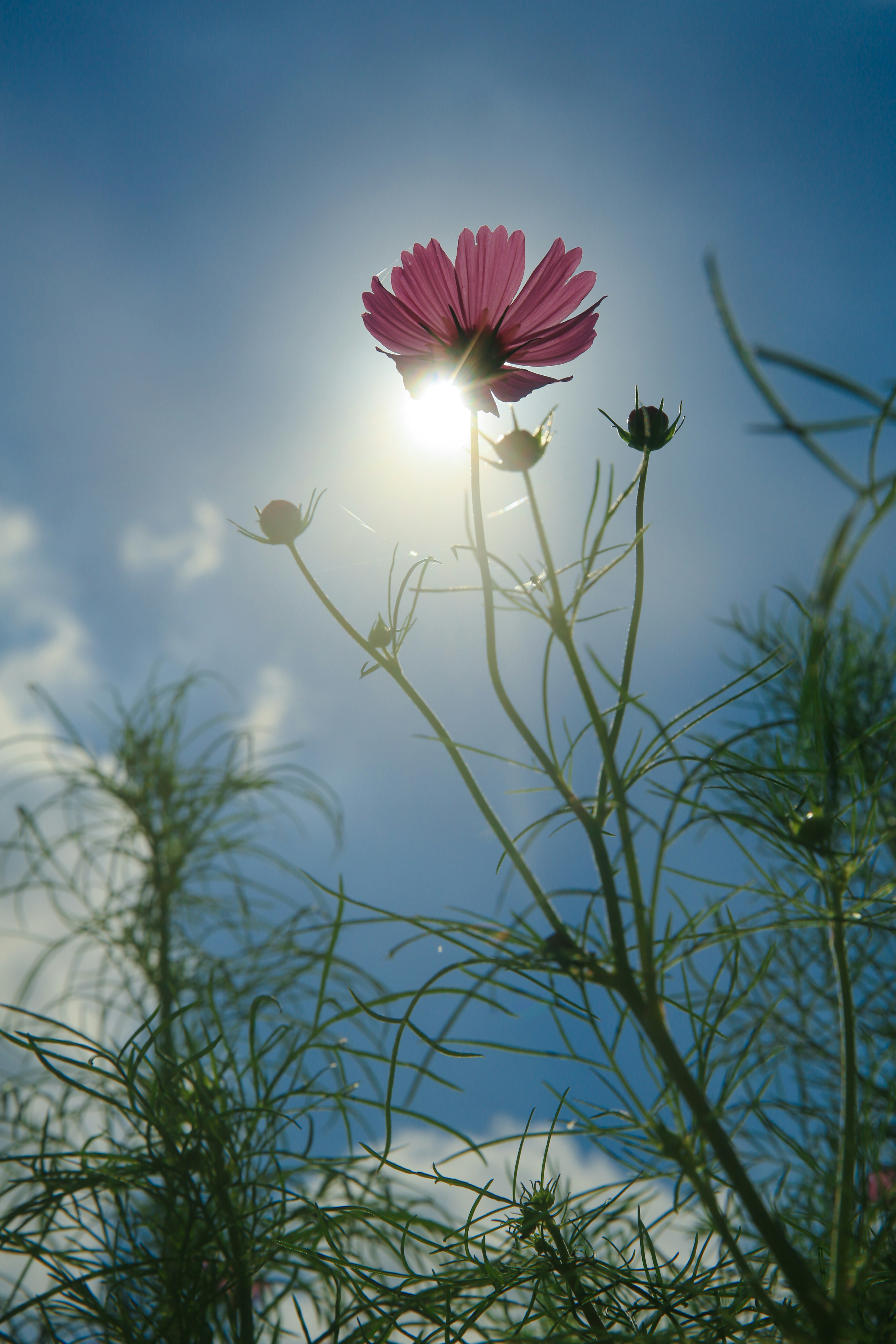 青空の下に咲くピンクの花とその背後に輝く太陽