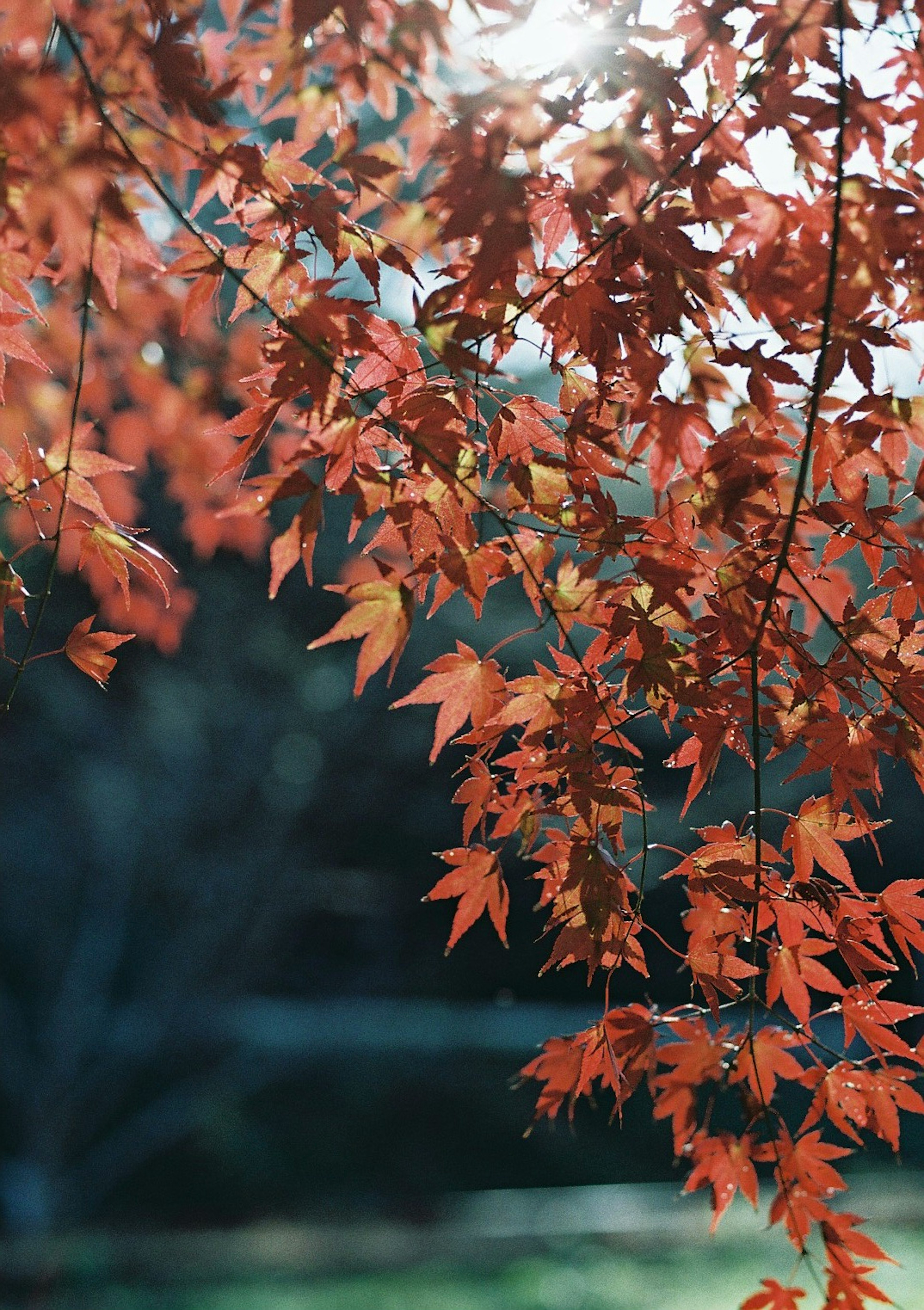 赤い楓の葉が日差しを受けて輝く秋の風景