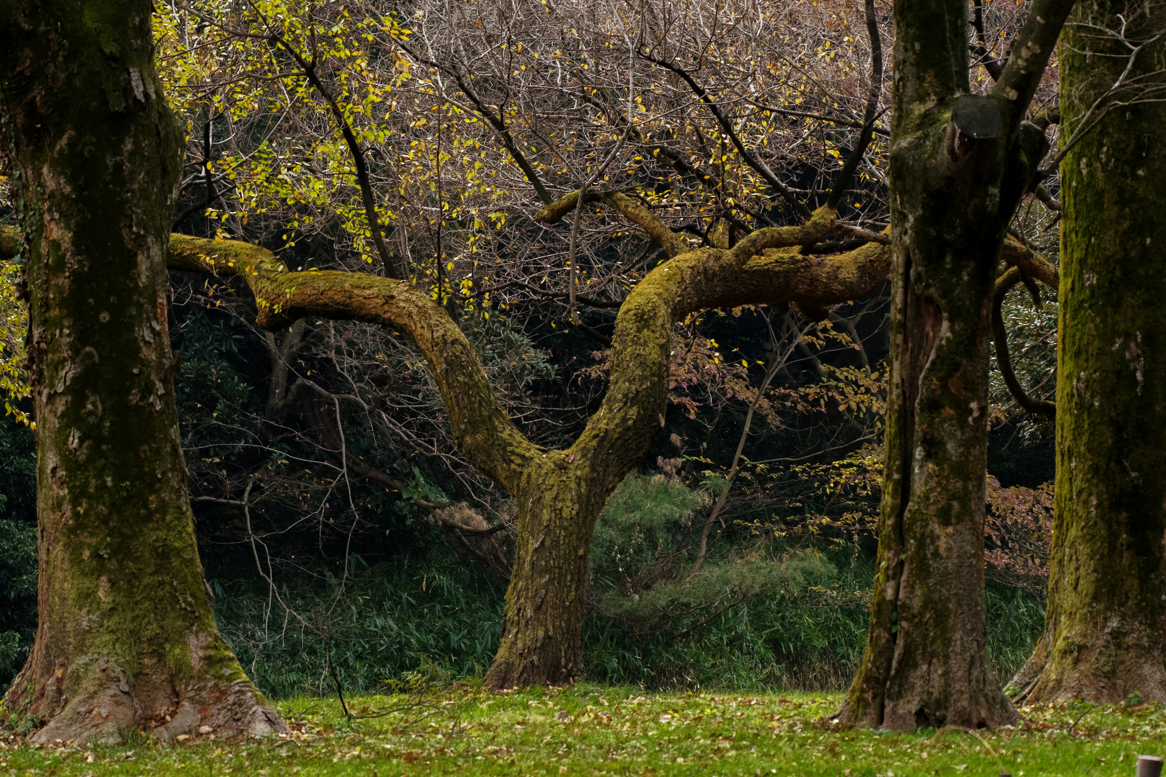 Paisaje de árboles viejos que se levantan en un prado verde algunos árboles cubiertos de musgo