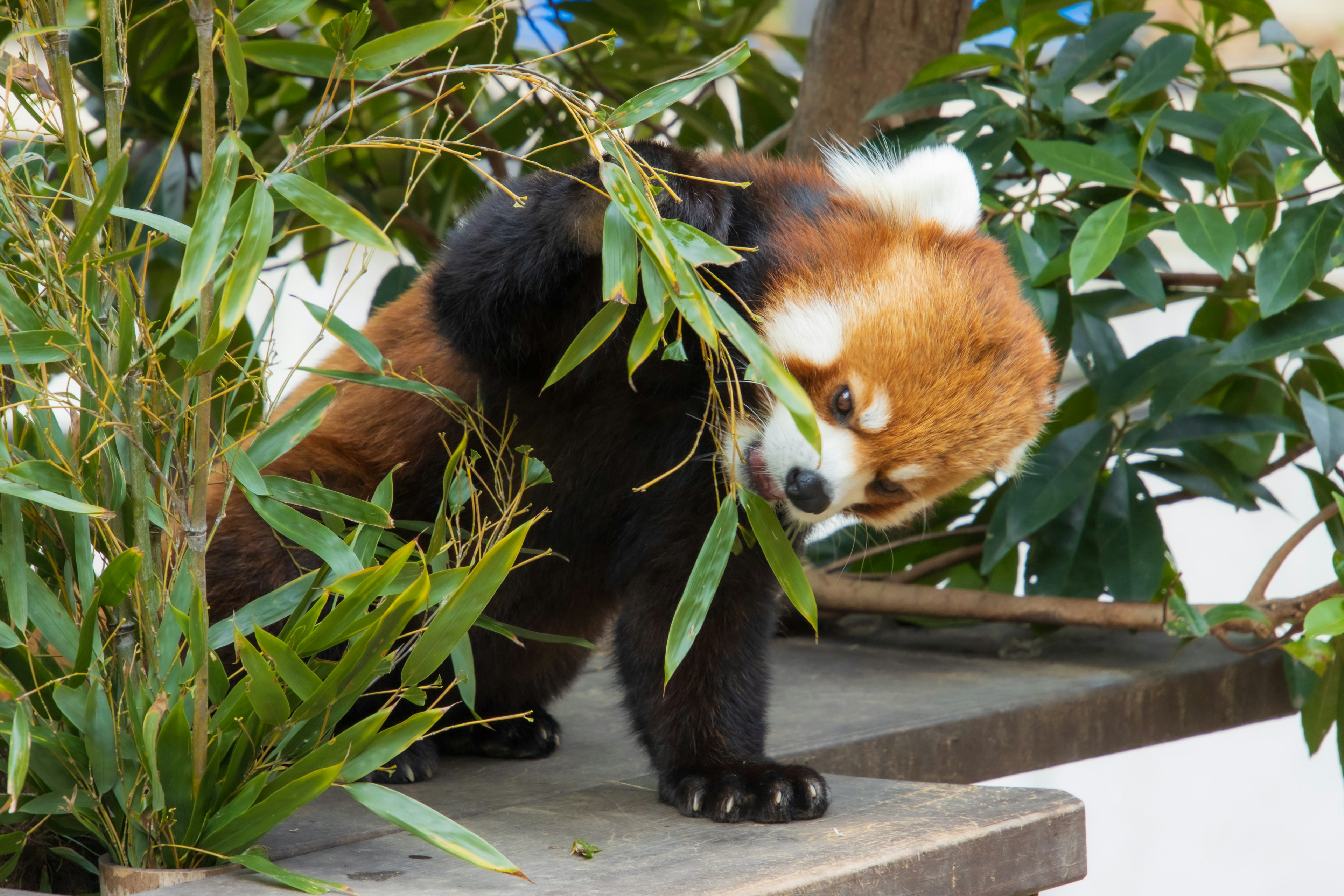 Panda rojo comiendo bambú en un entorno verde