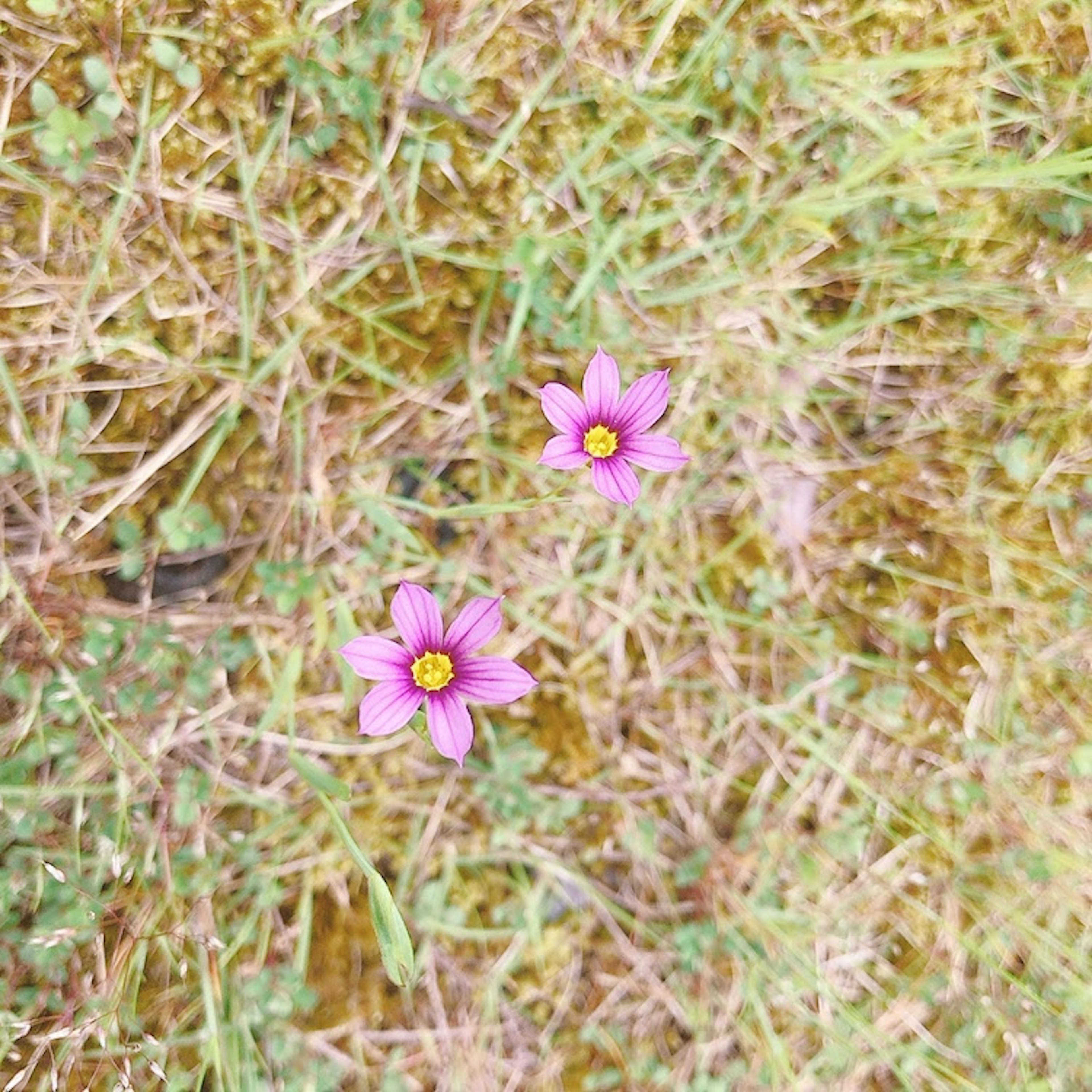 緑の草の中に咲く二つのピンクの花