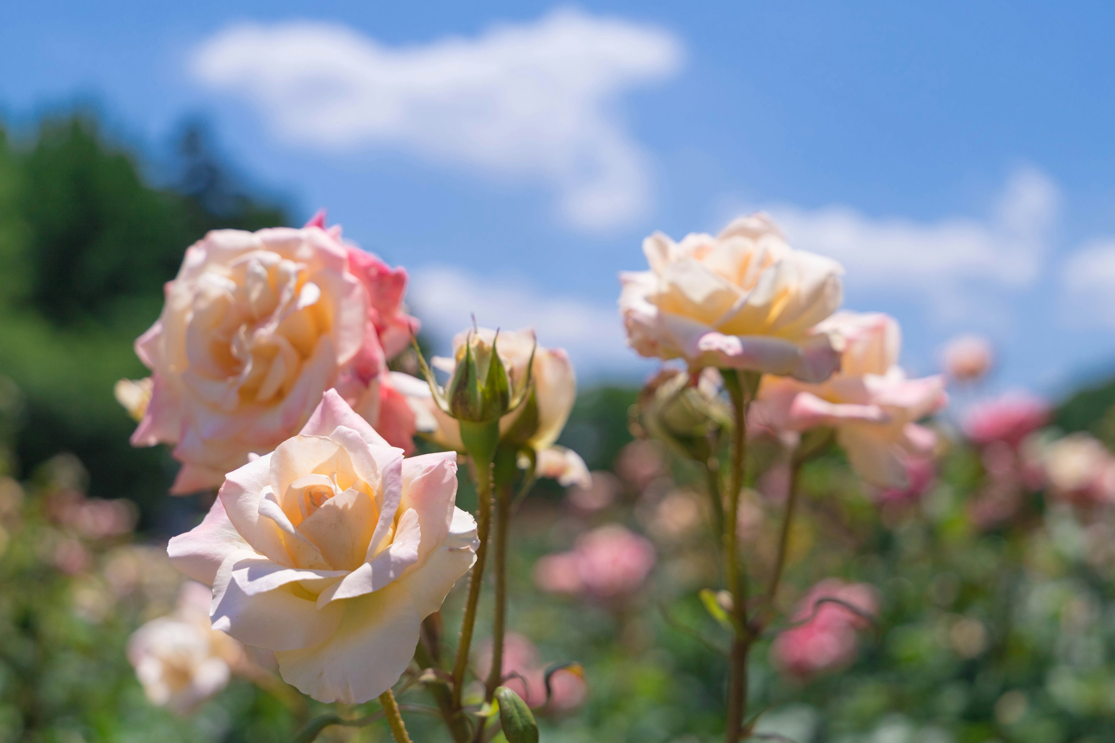 Rosa chiaro e crema che fioriscono sotto un cielo blu