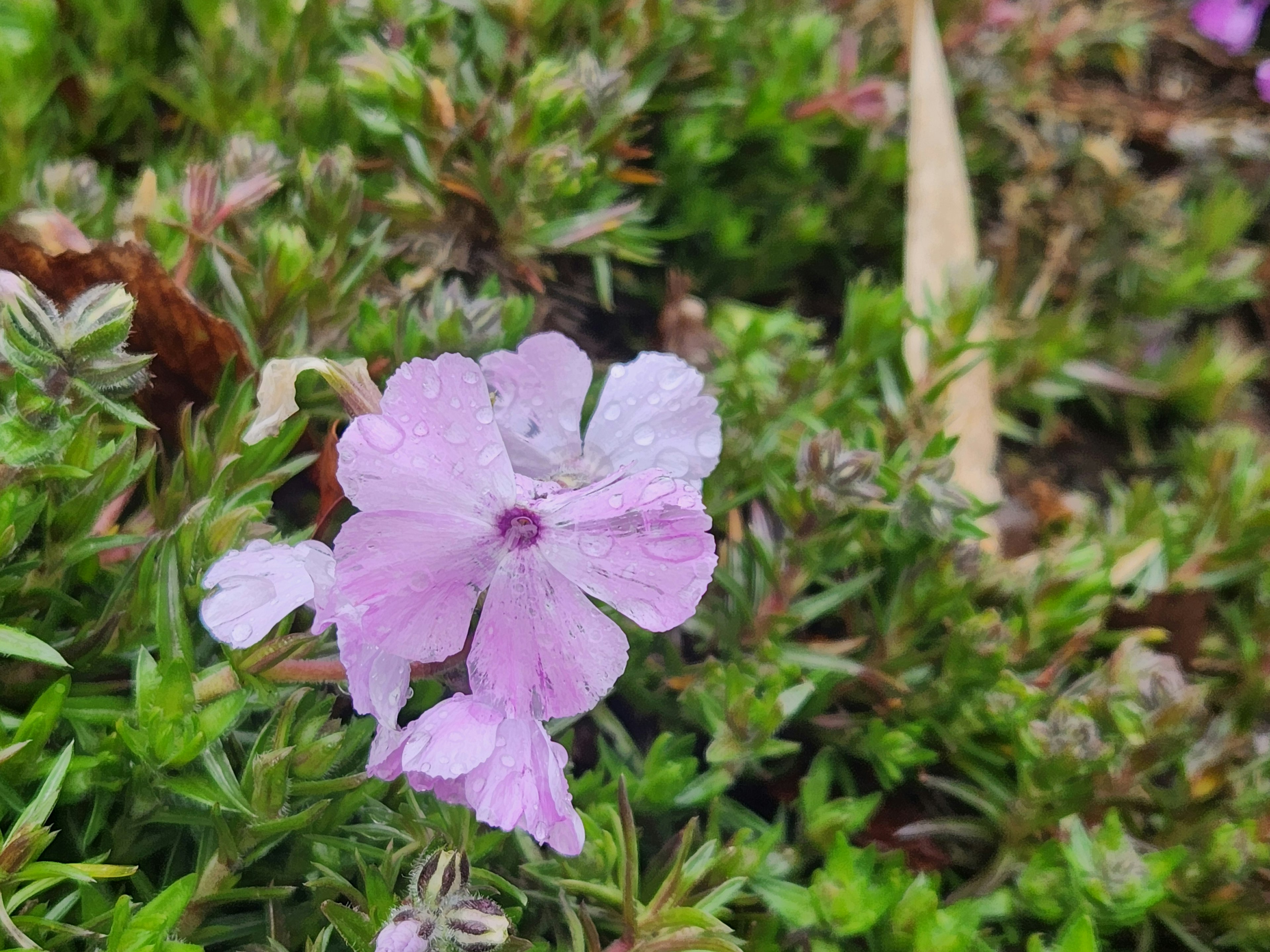 A single pink flower amidst lush green foliage