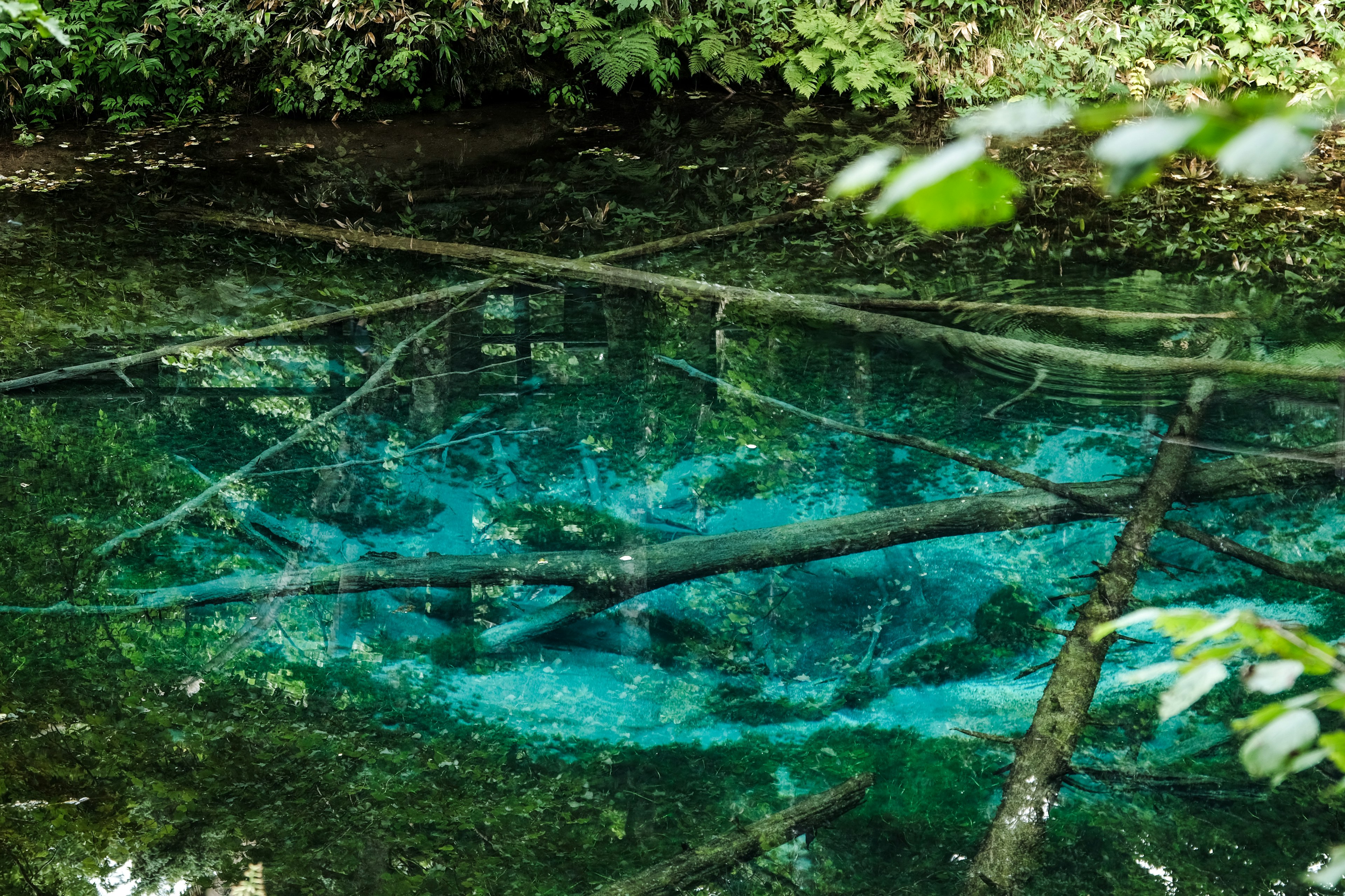 Étang calme avec de l'eau claire et des reflets d'arbres tombés entouré de feuilles vertes