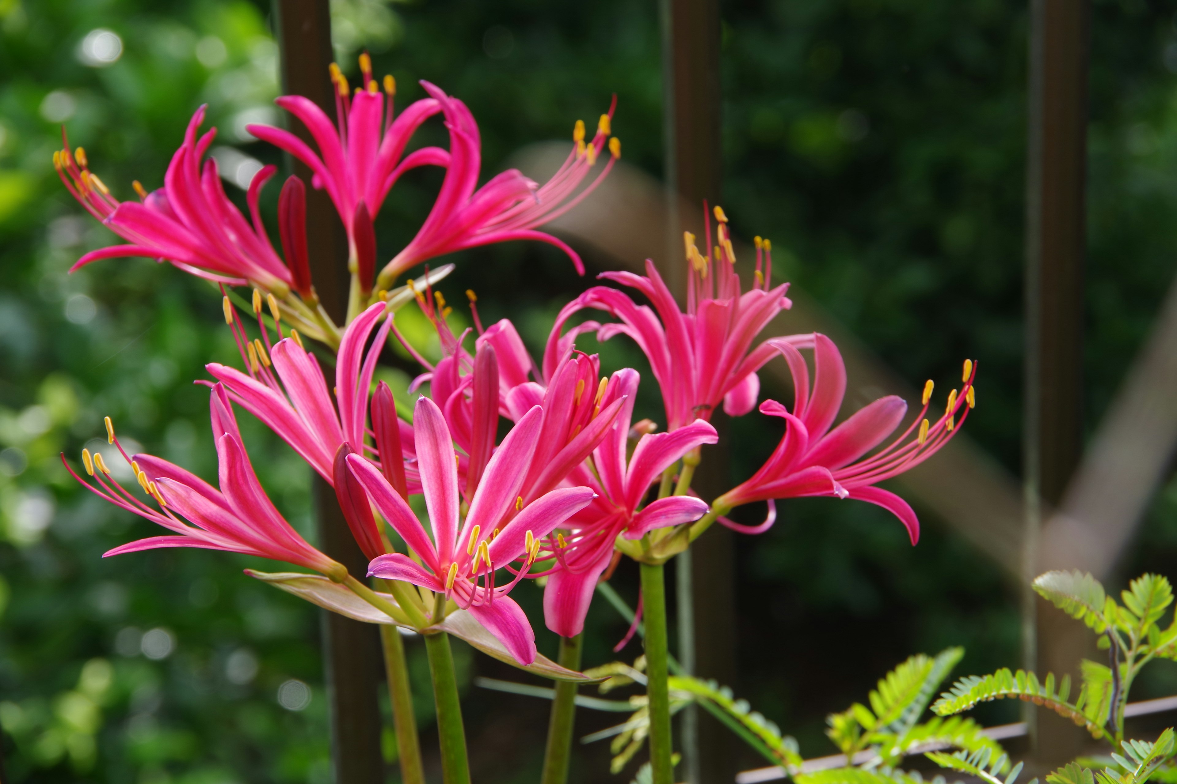 Nahaufnahme von lebhaften rosa Blumen, die auf einer Pflanze blühen