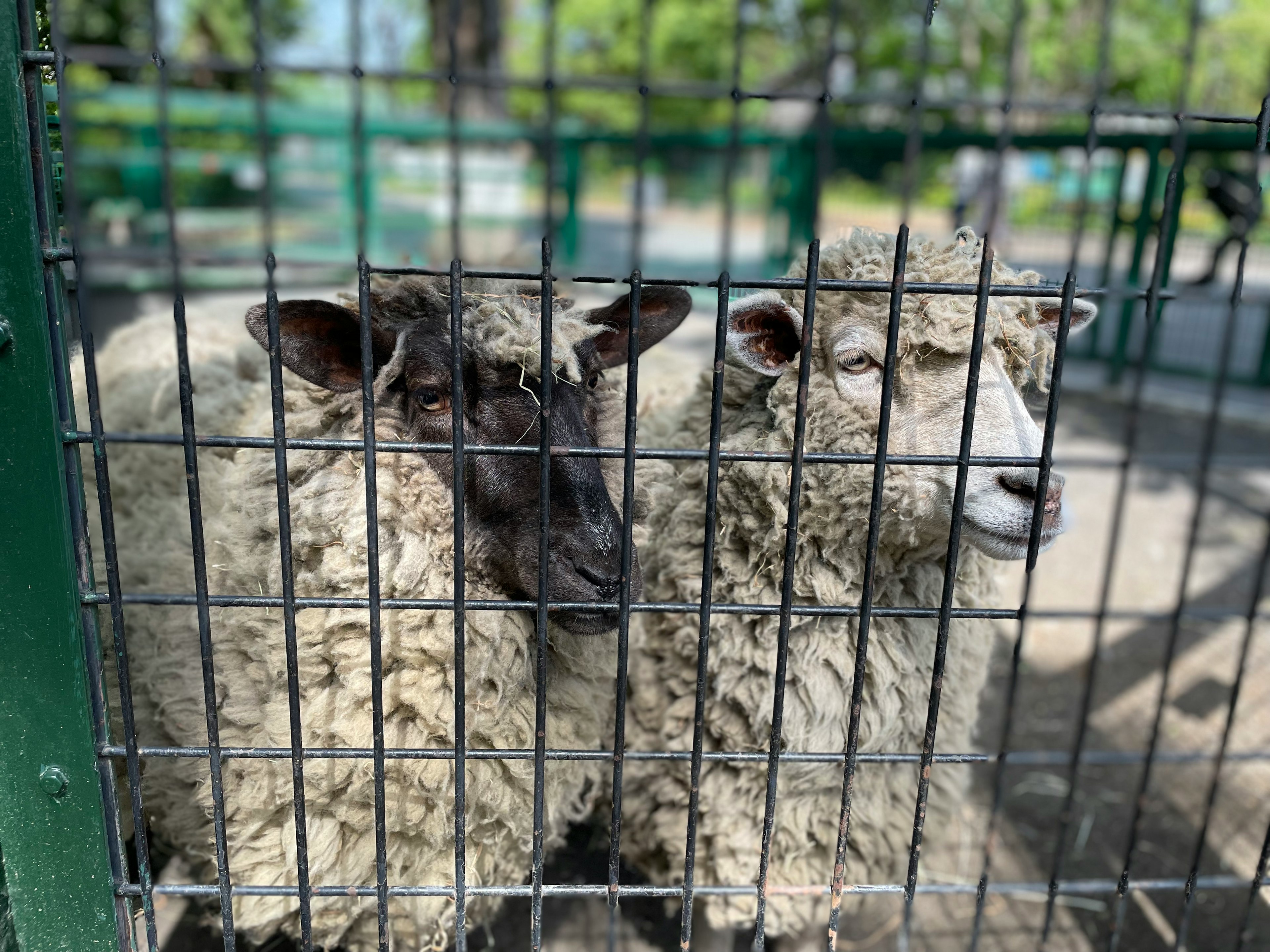 Dua domba di dalam kandang kawat dengan latar belakang tanaman hijau