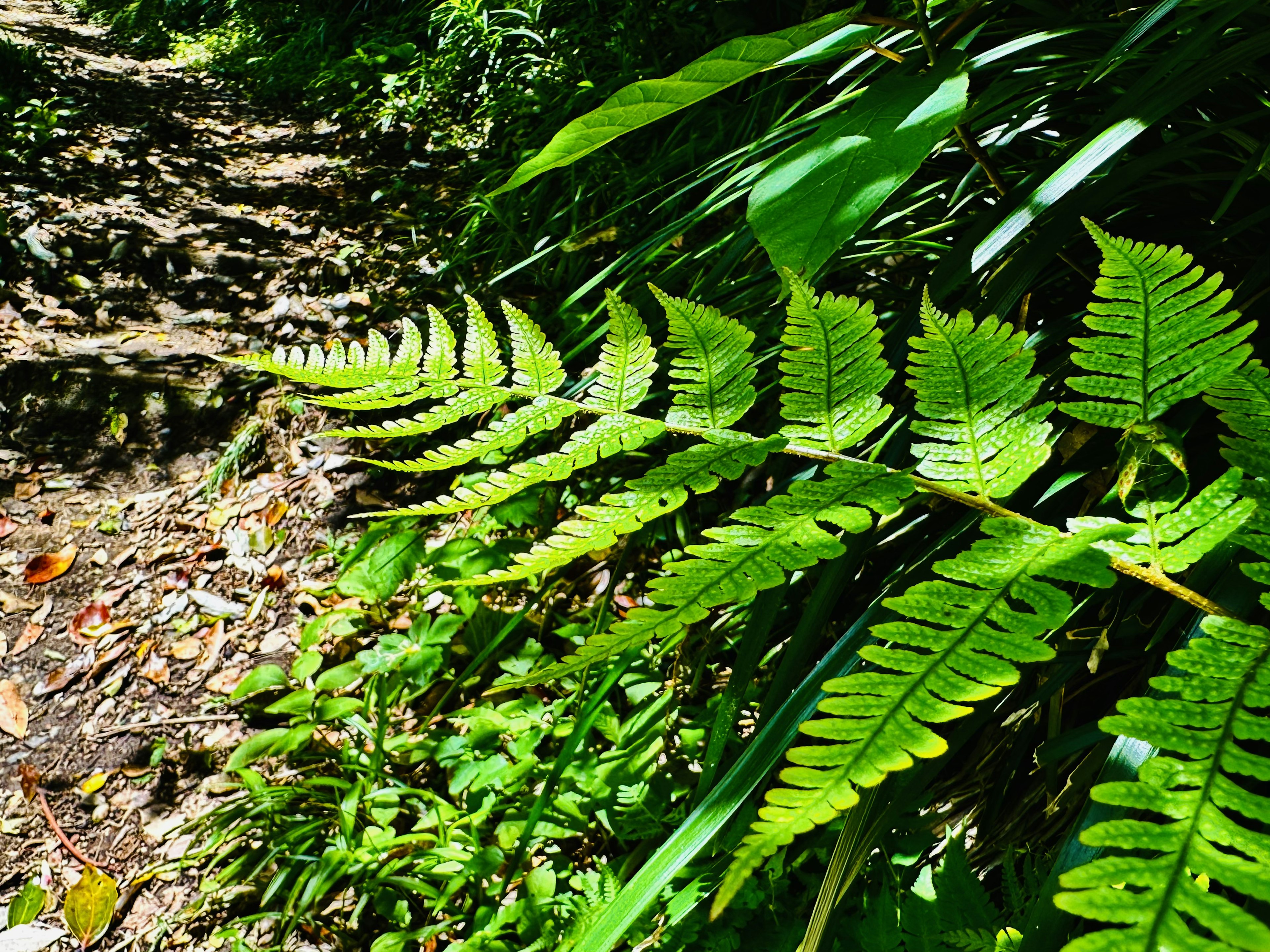 Planta de helecho con hojas verdes vibrantes a lo largo de un sendero forestal