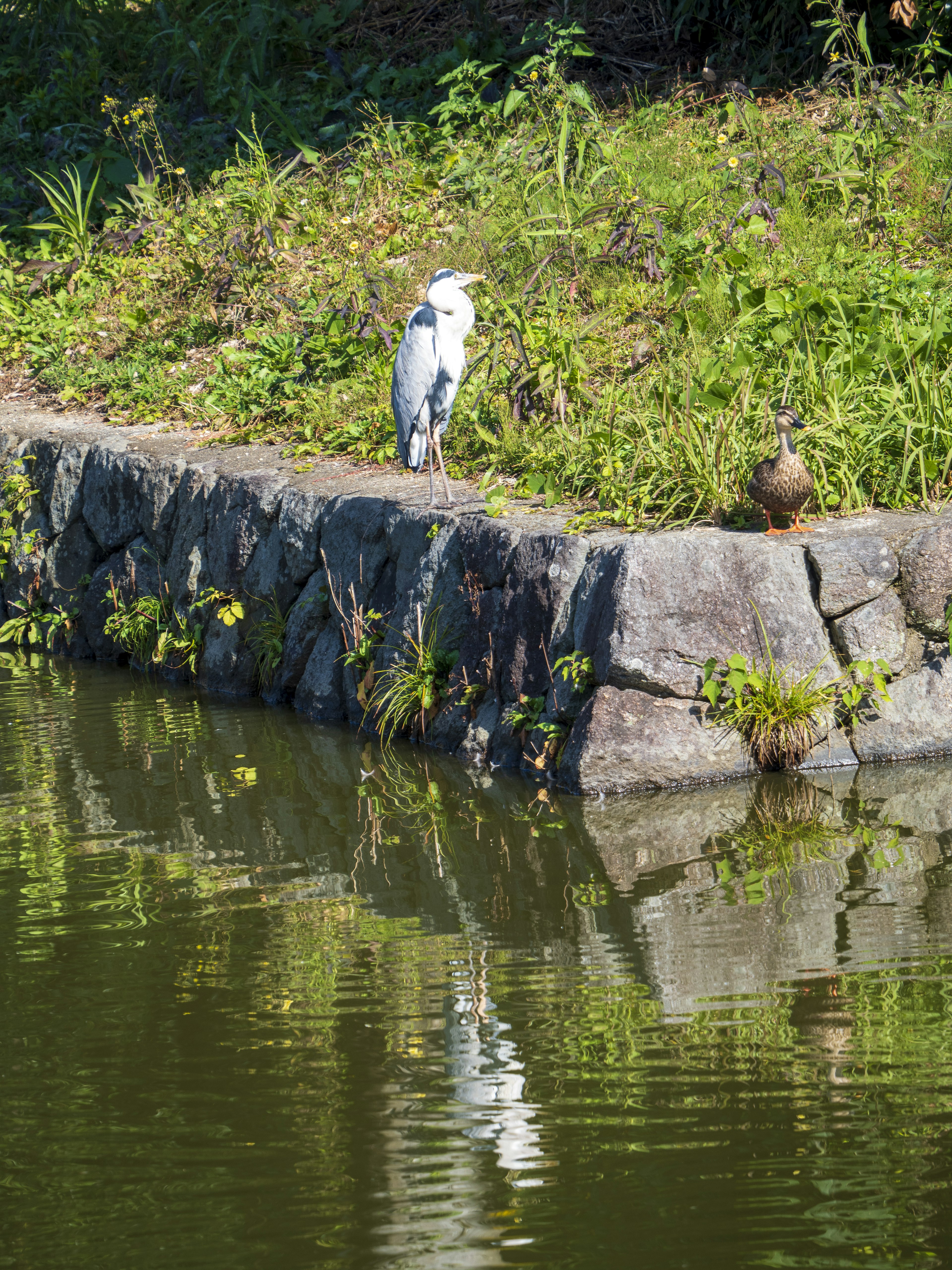 A white bird standing by the pond with its reflection