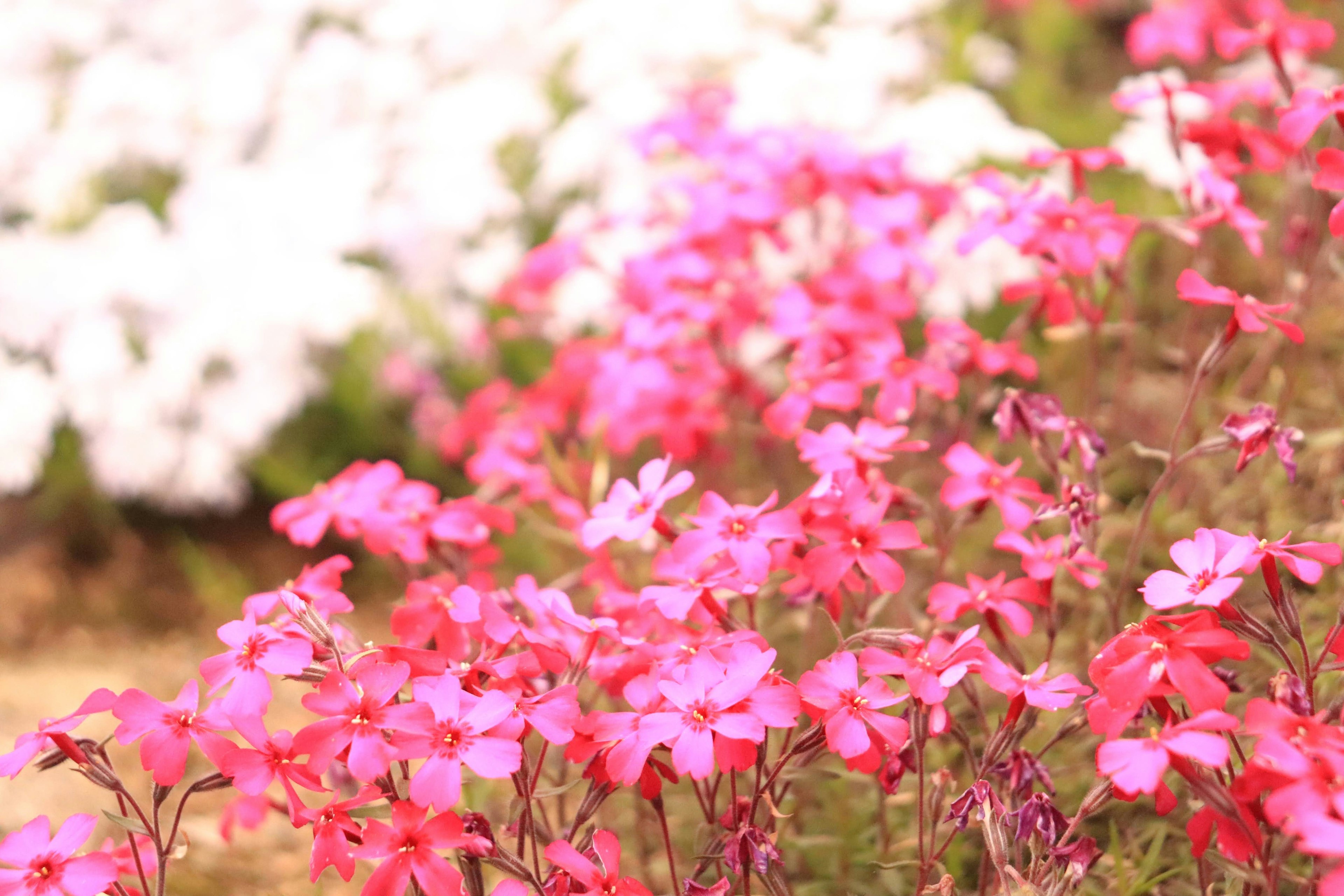 Bunga pink cerah mekar di taman