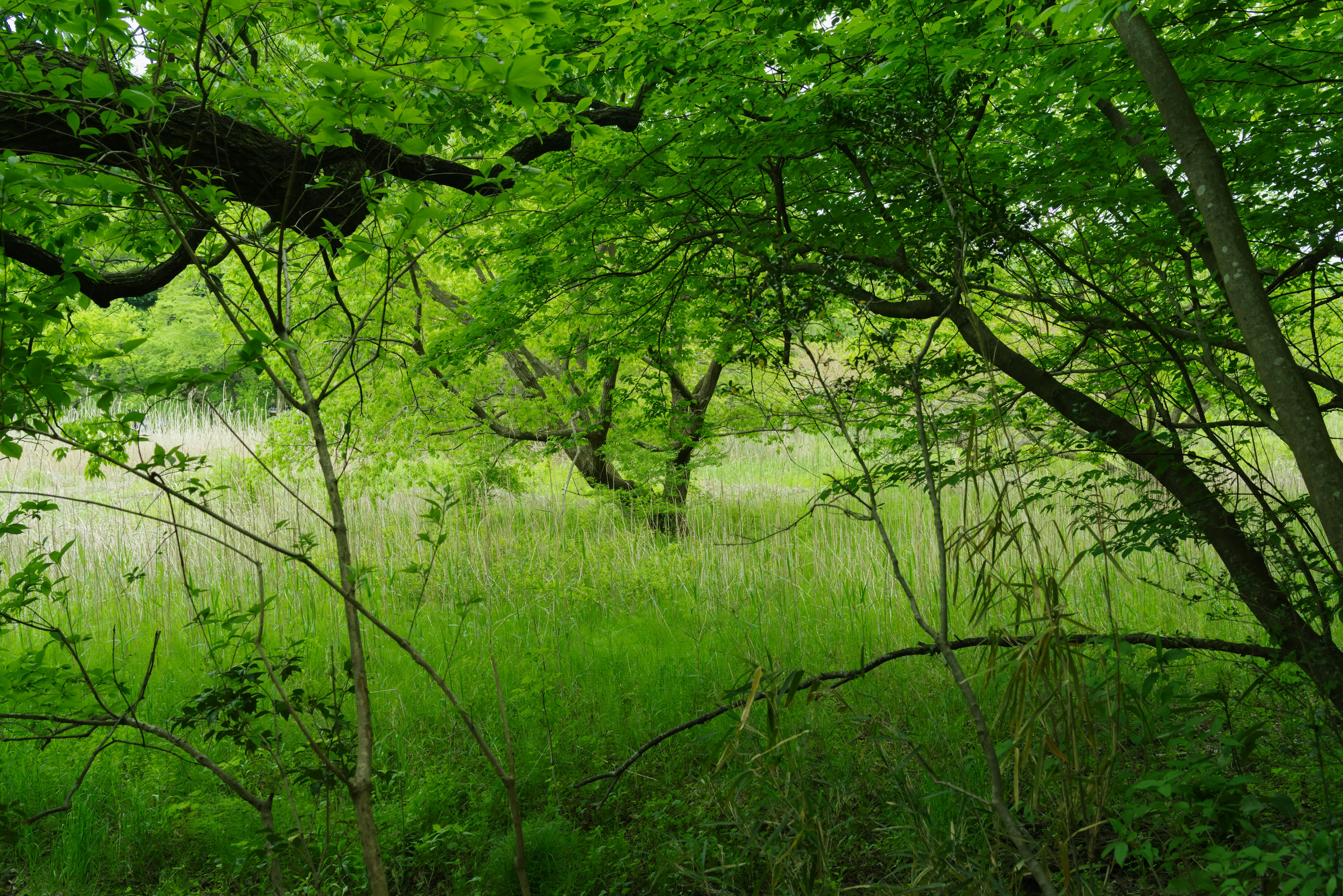 Üppige Waldlandschaft mit dichten Bäumen und einer grasbewachsenen Wiese