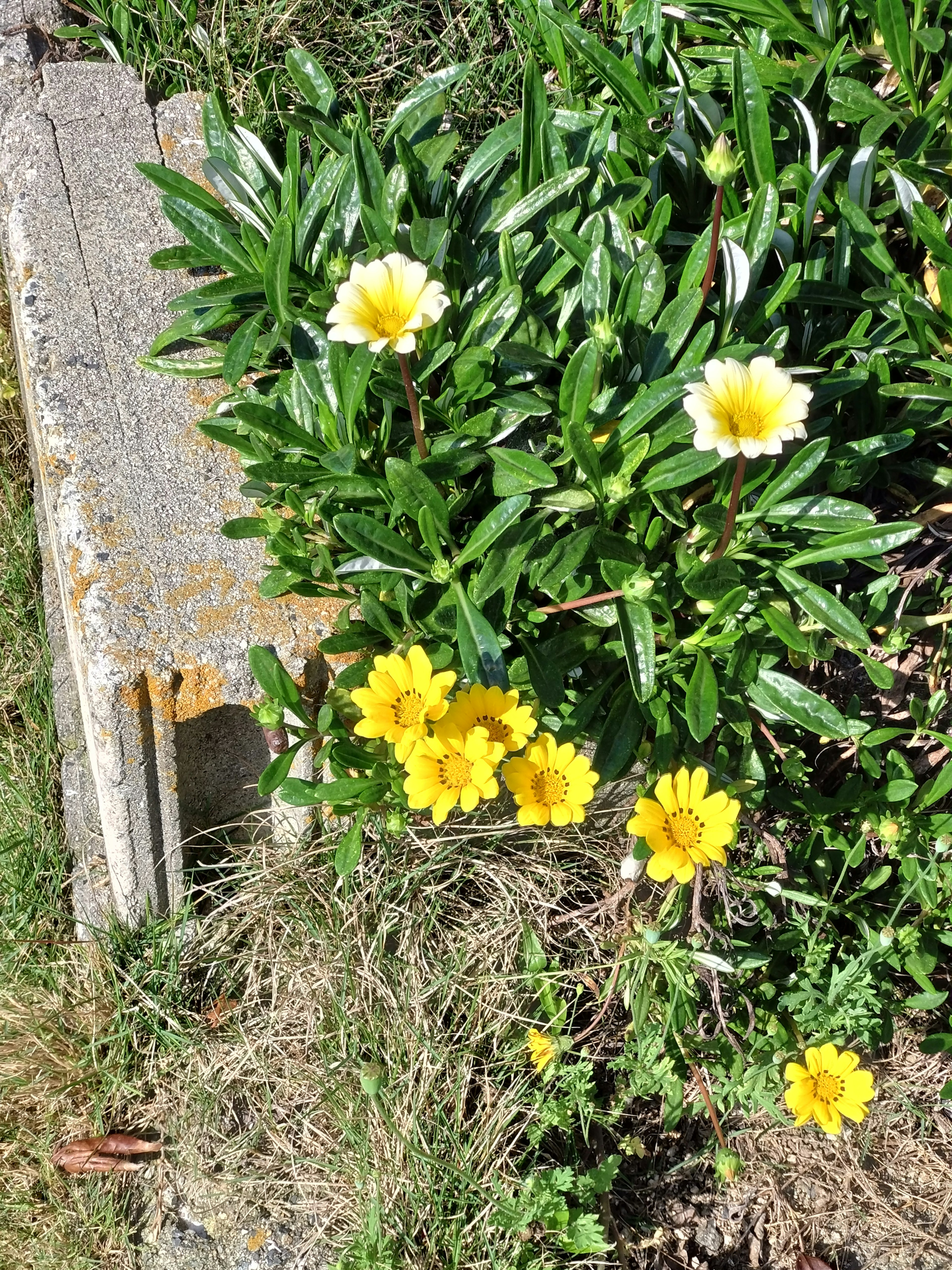 白色和黃色的花在綠色葉子中盛開