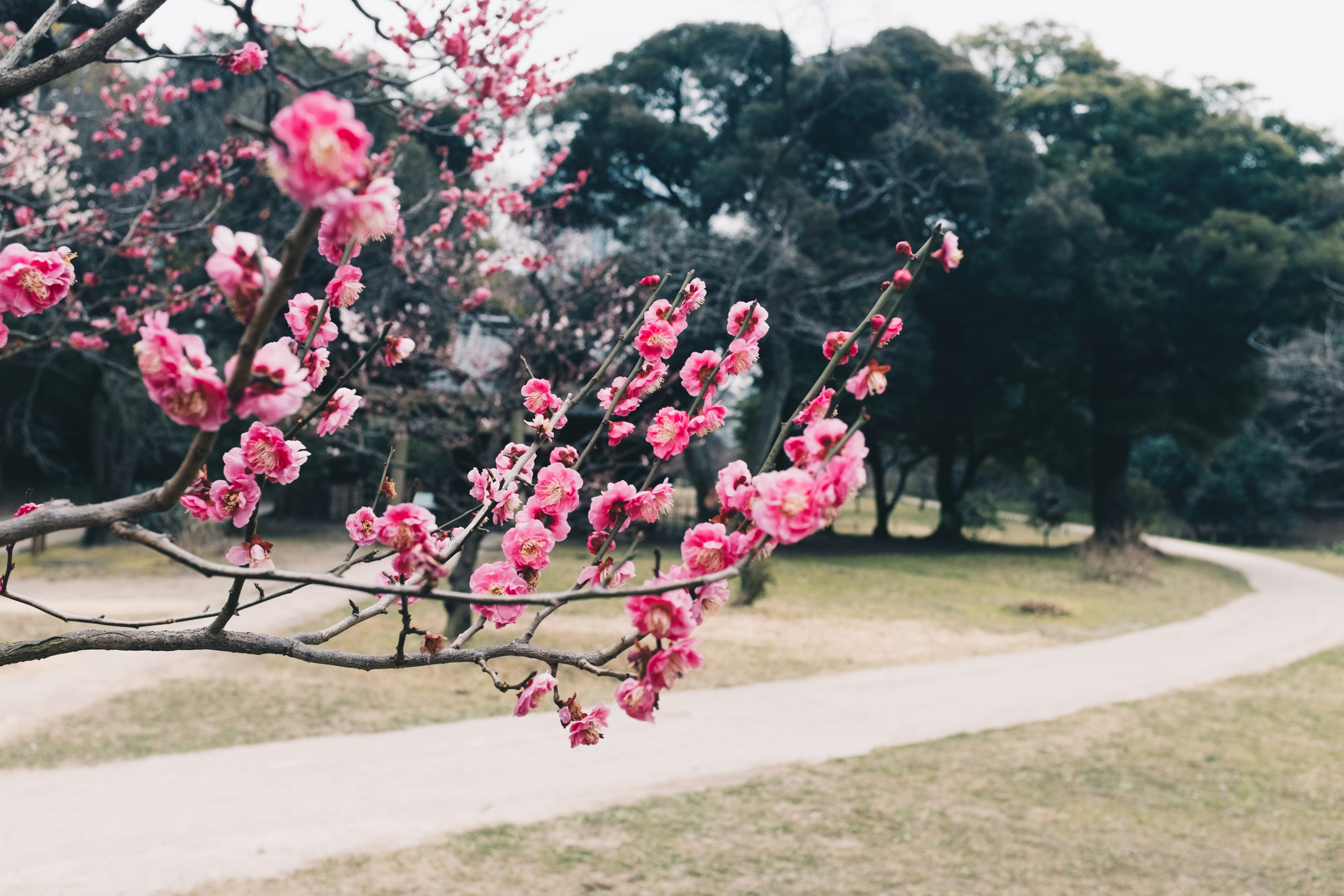 桜の花が咲いている木の枝と緑の風景