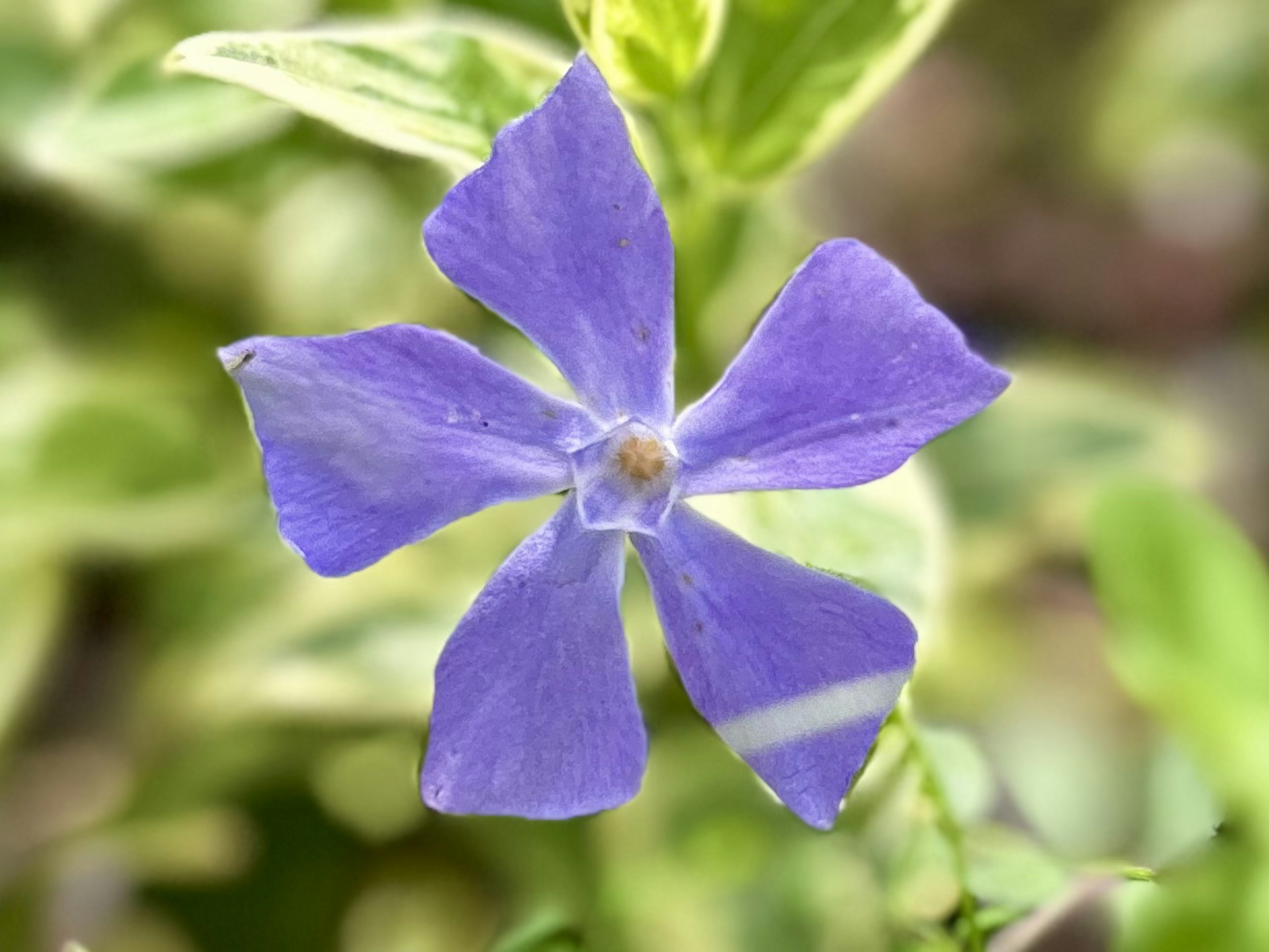 紫色の花が緑の葉に囲まれている