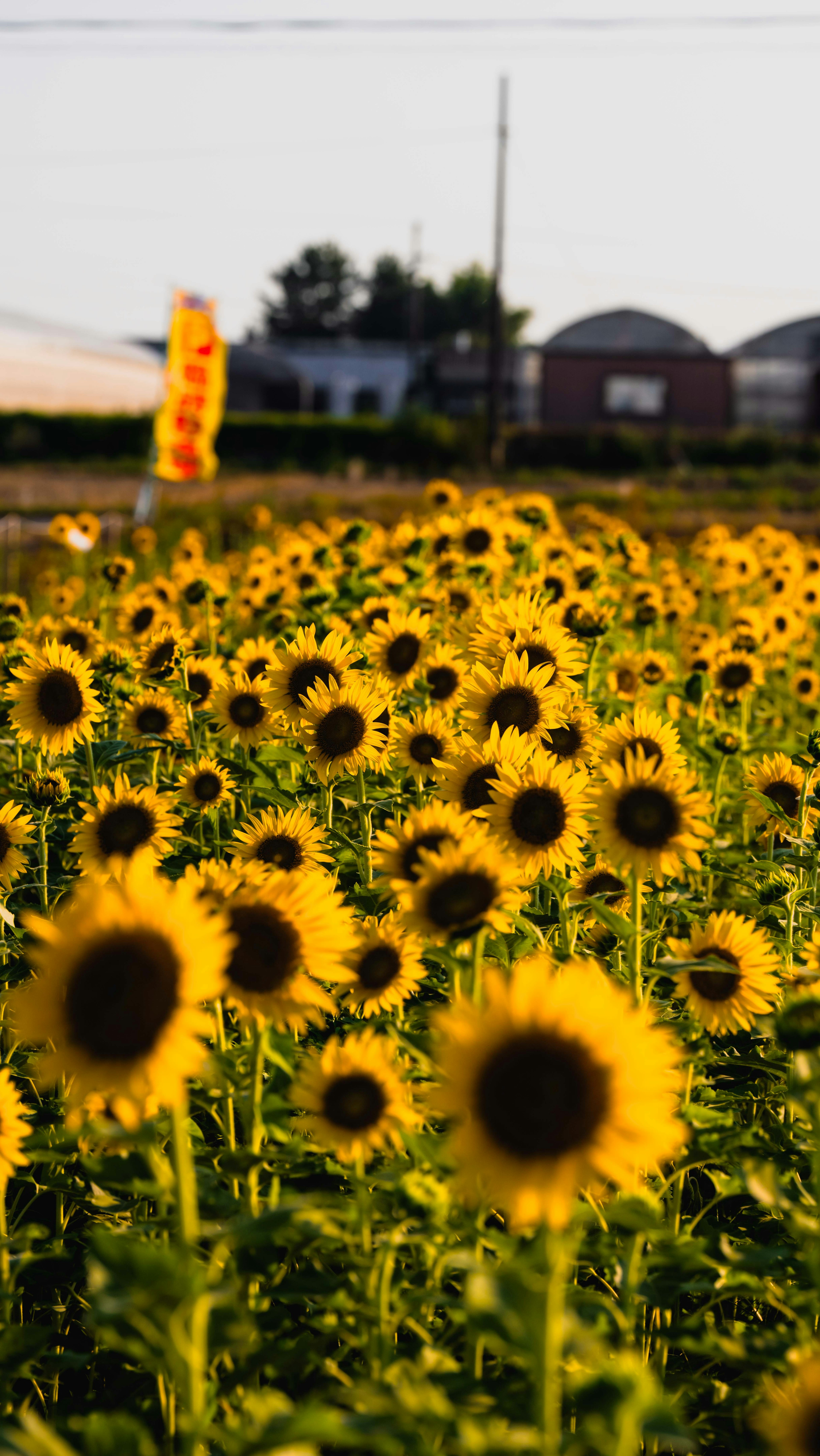 Expansive sunflower field with background buildings