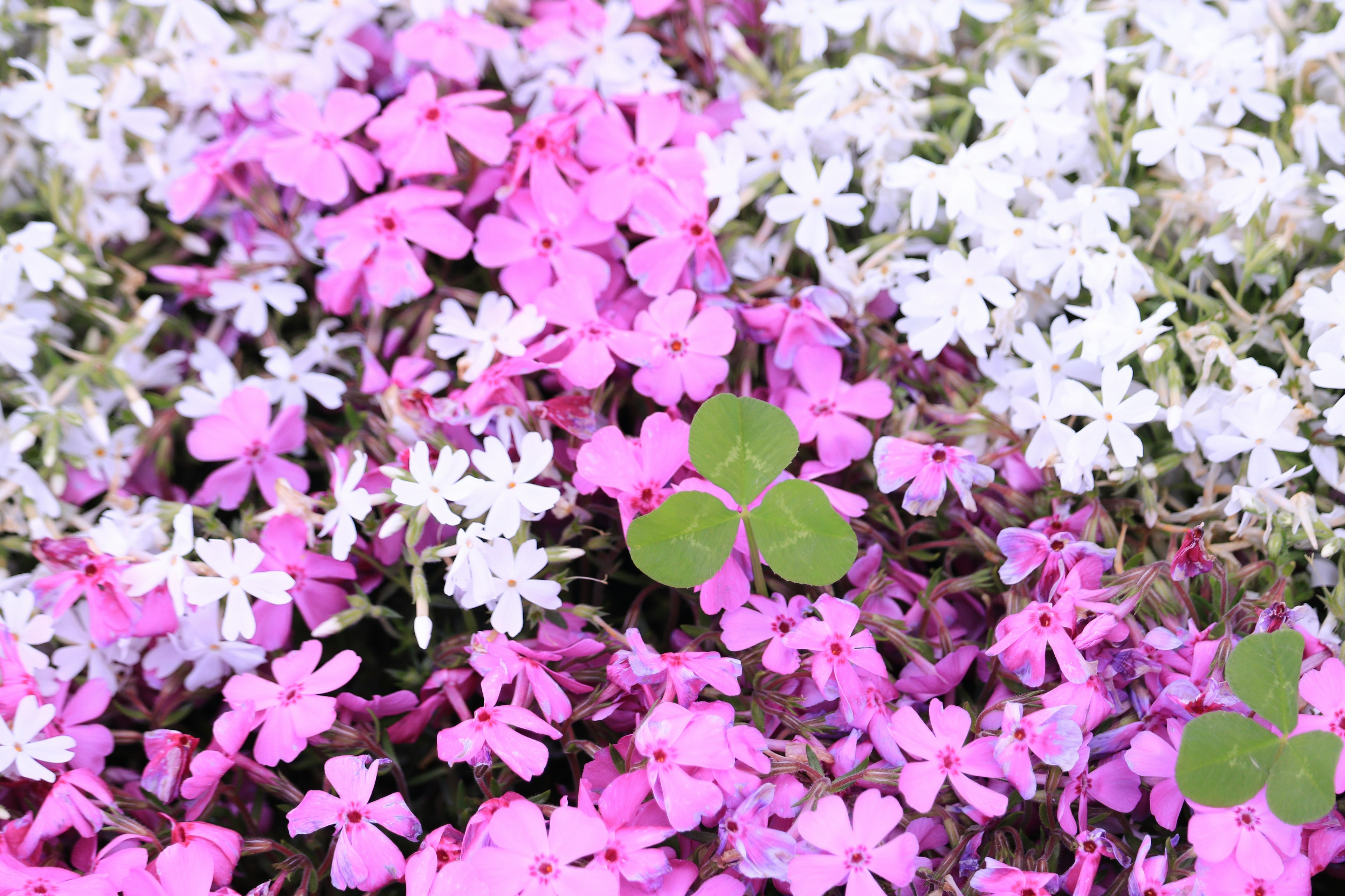 Un paysage magnifique avec des fleurs roses et blanches en fleurs