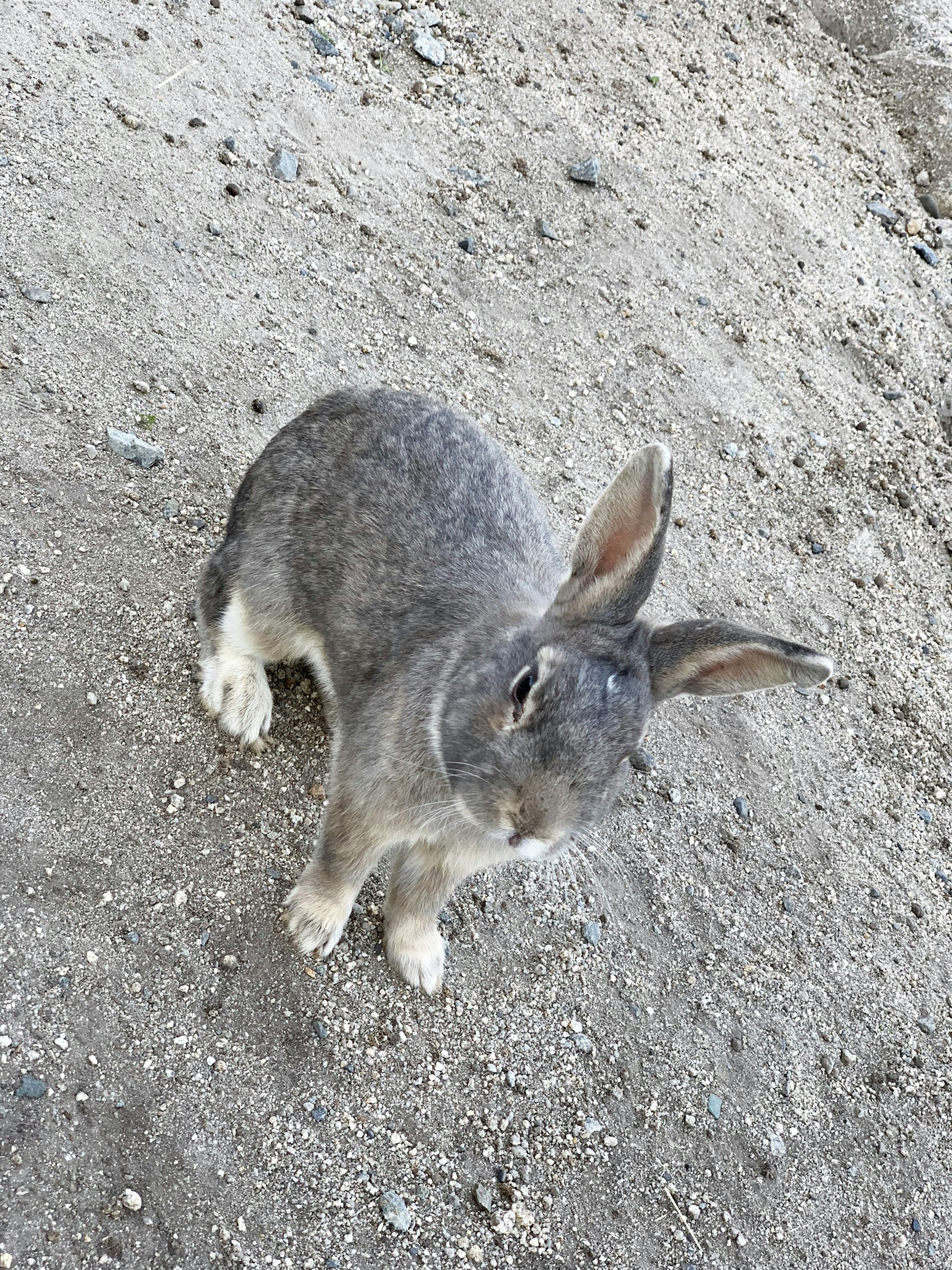 Conejo gris sentado en suelo arenoso