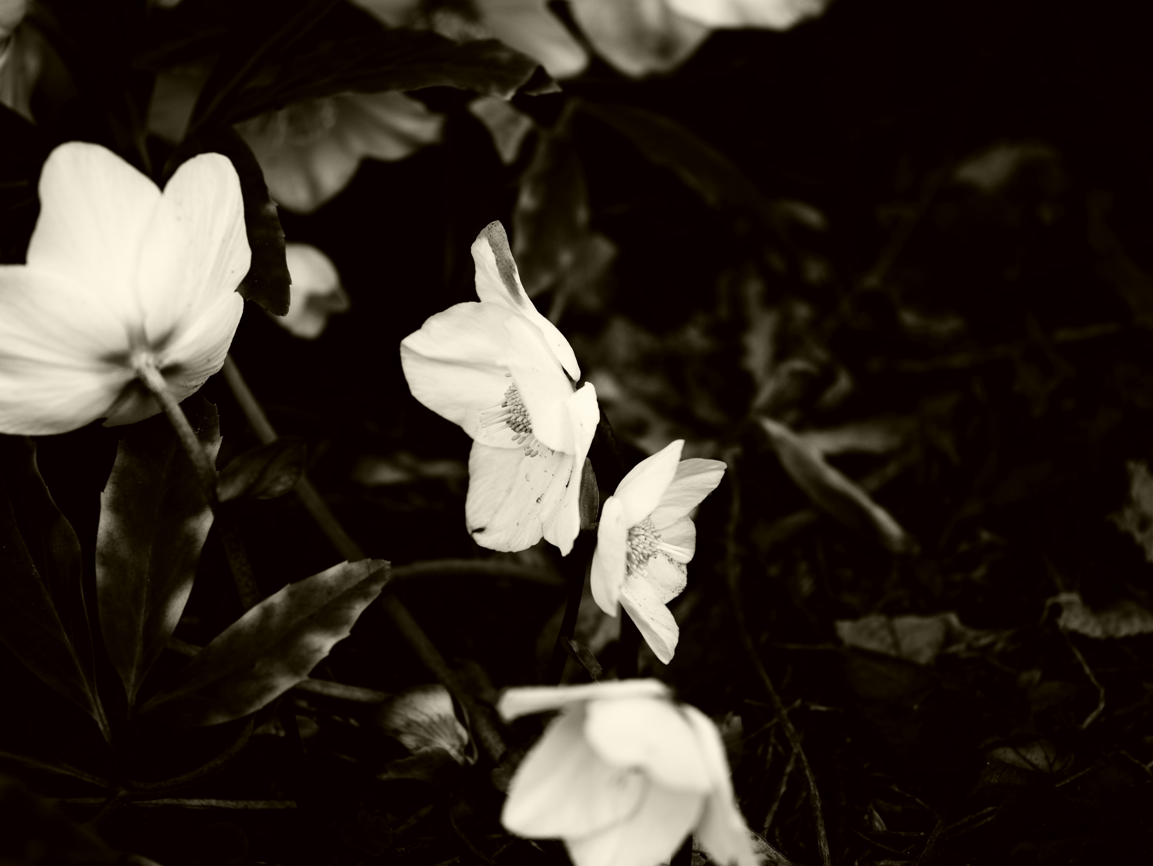 Schwarz-weiß-Bild von weißen Blumen vor dunklem Hintergrund