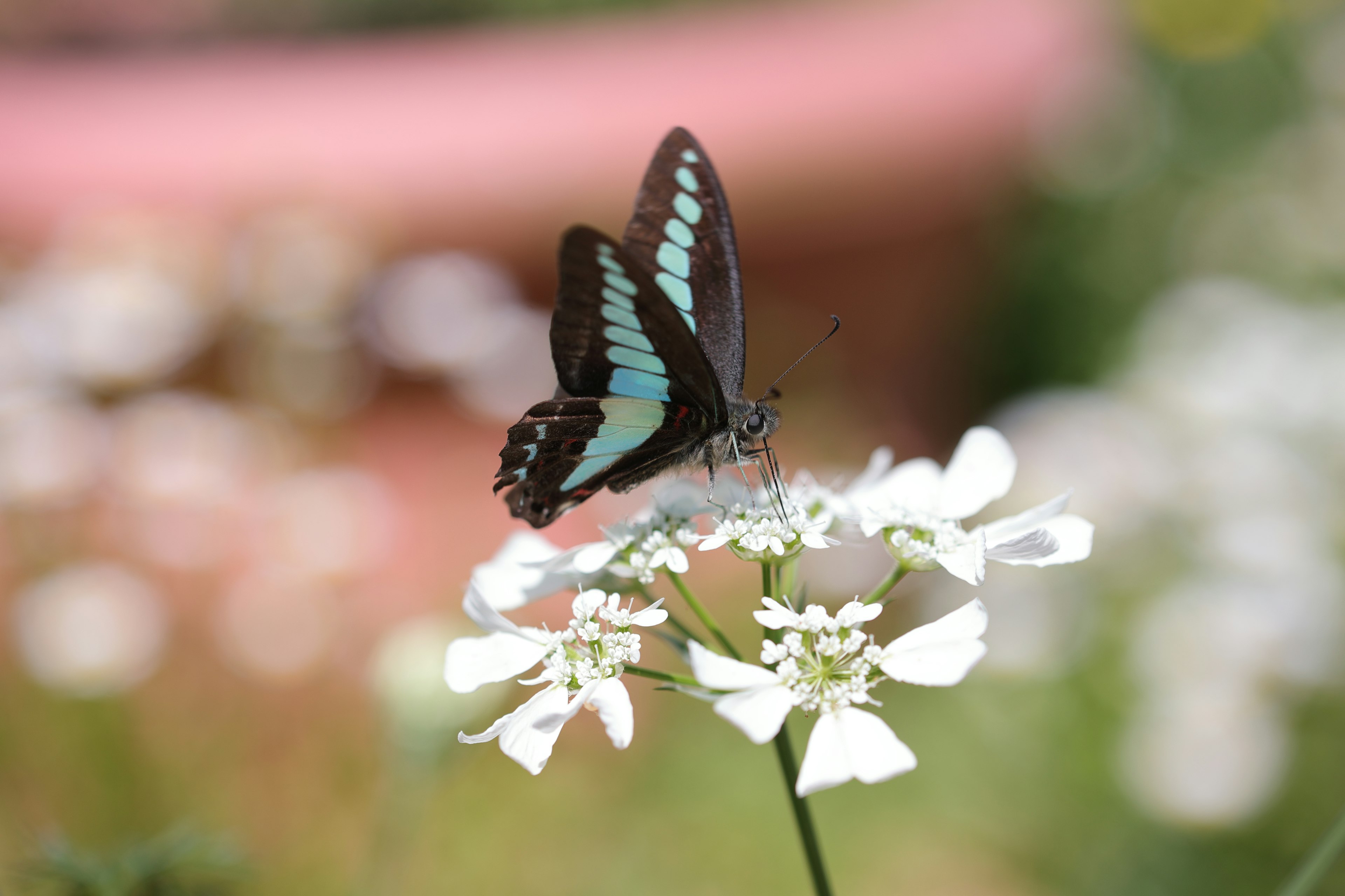 青い羽を持つ蝶が白い花の上に止まっている