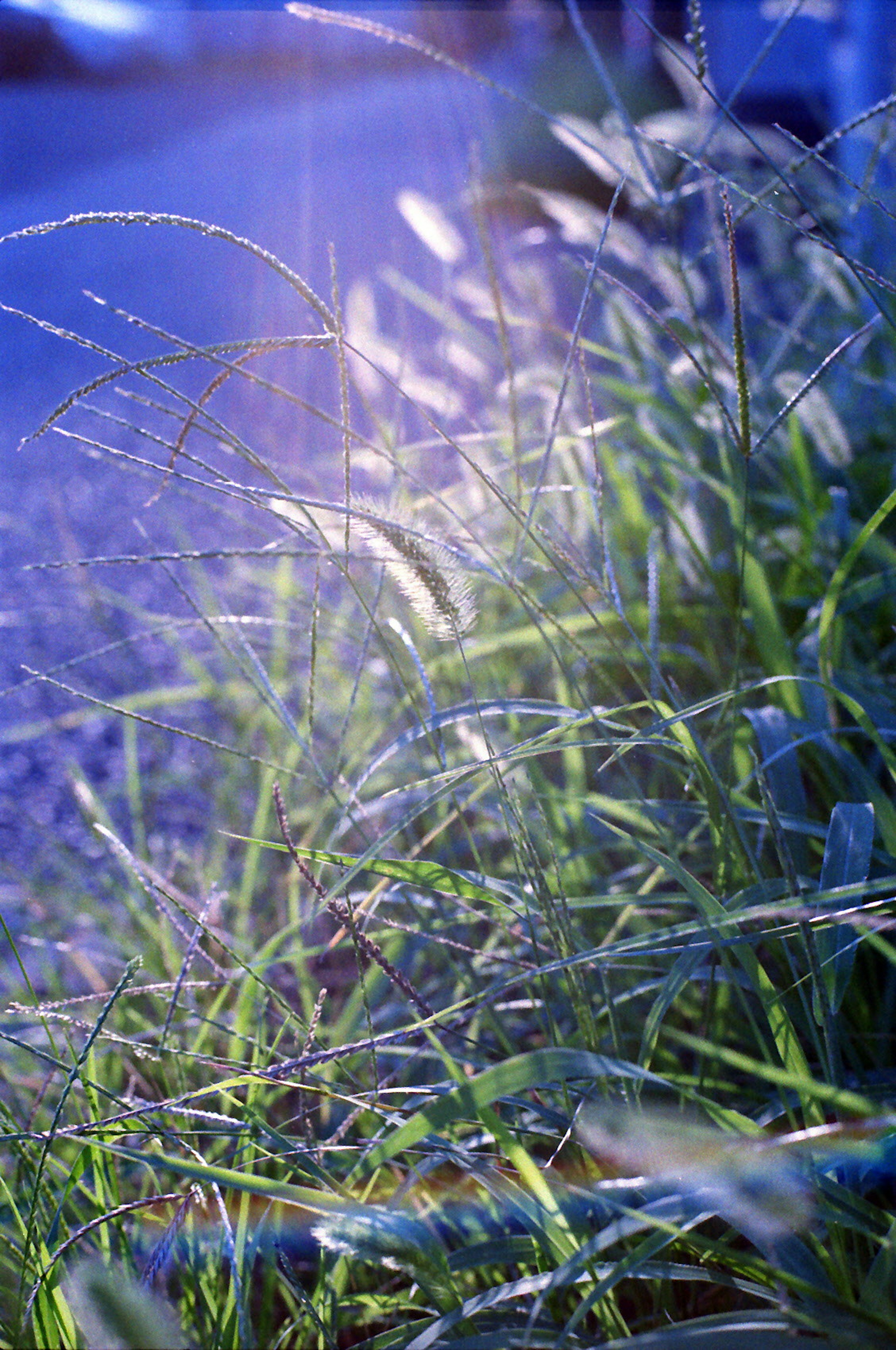 Primo piano di erba con sfondo blu e riflessi di luce soffusa