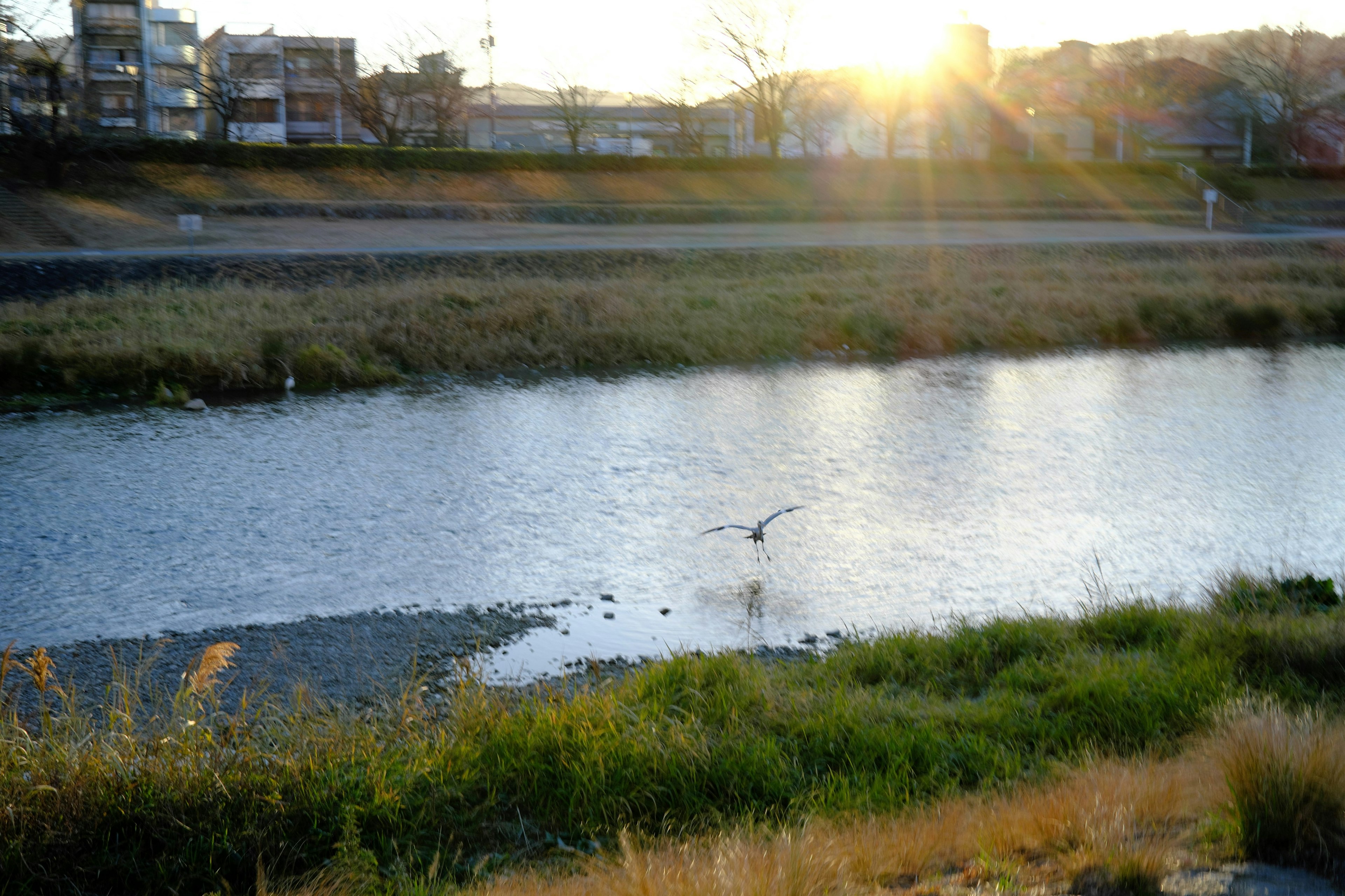 河川の風景に夕日が照らす中で飛び立つ鳥