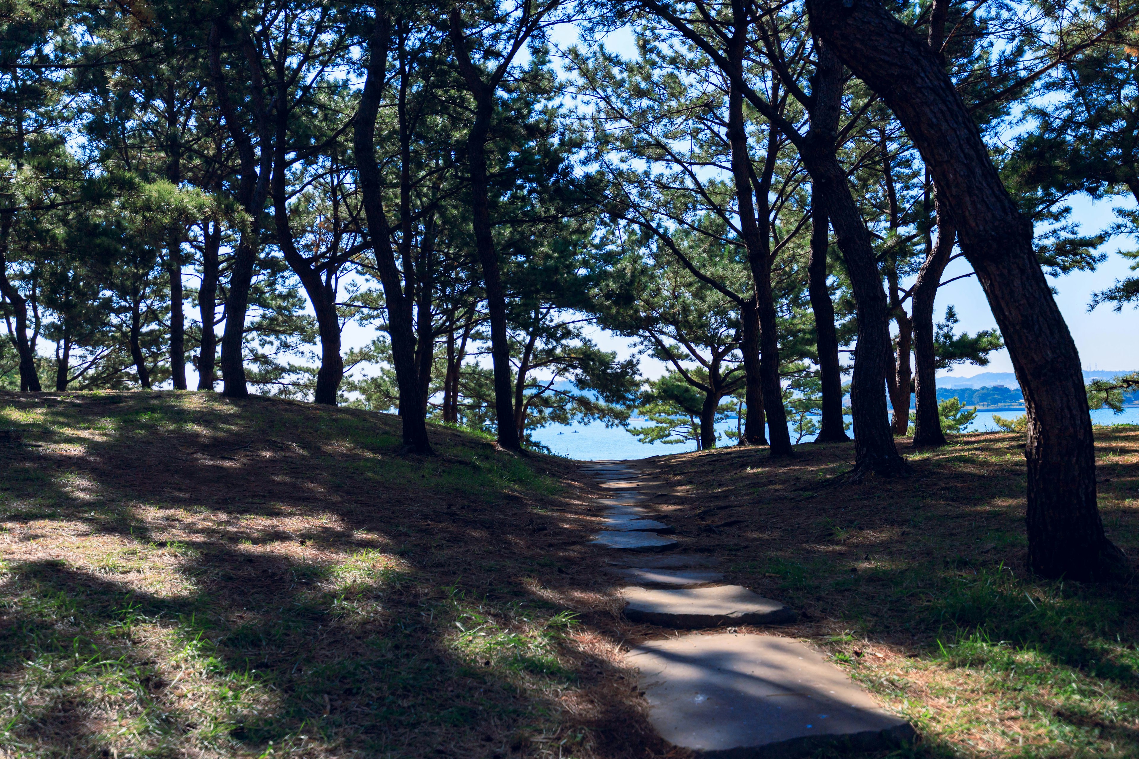 Pathway through trees leading to the sea