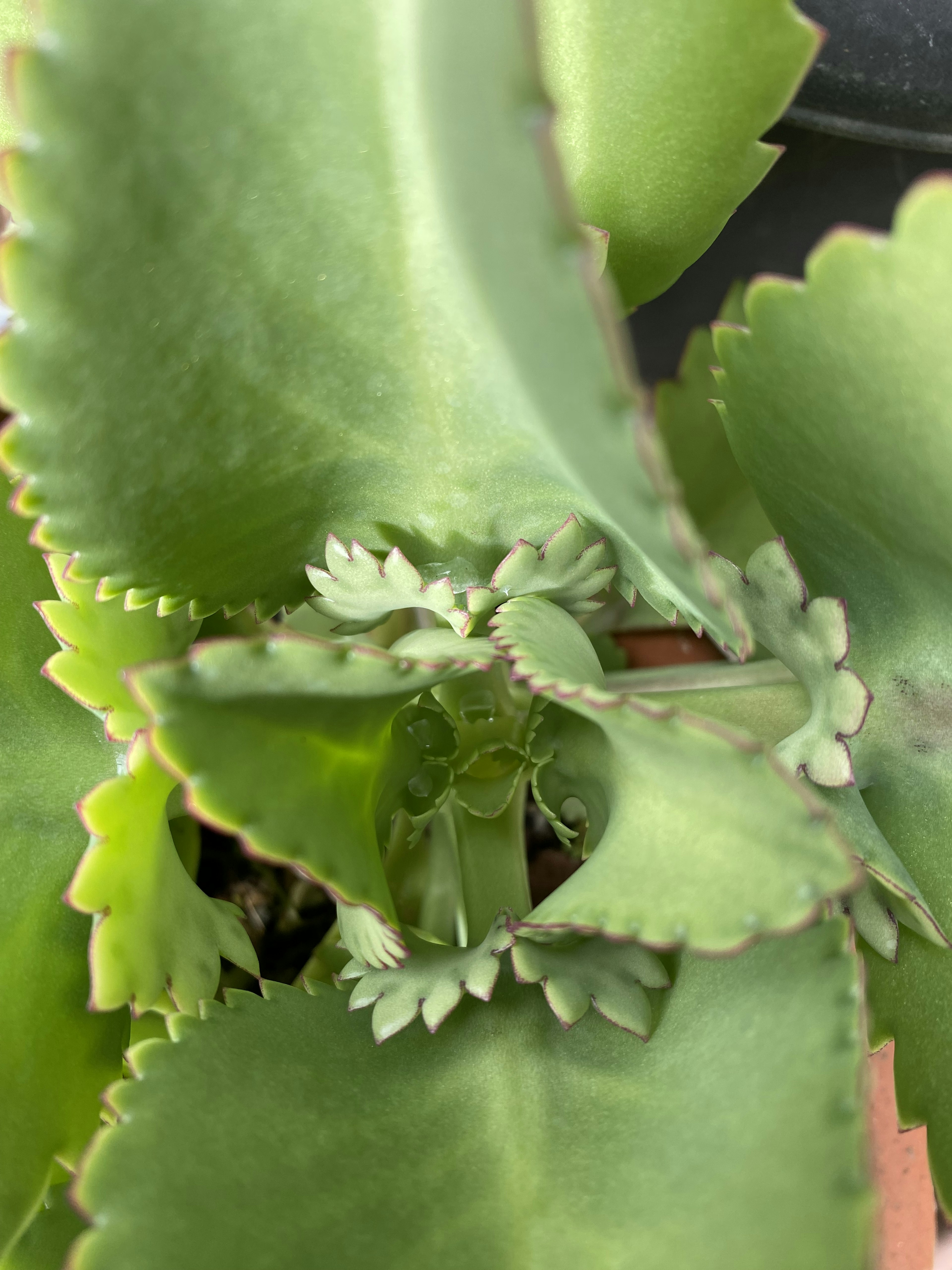 緑色の多肉植物の葉が重なり合っている様子